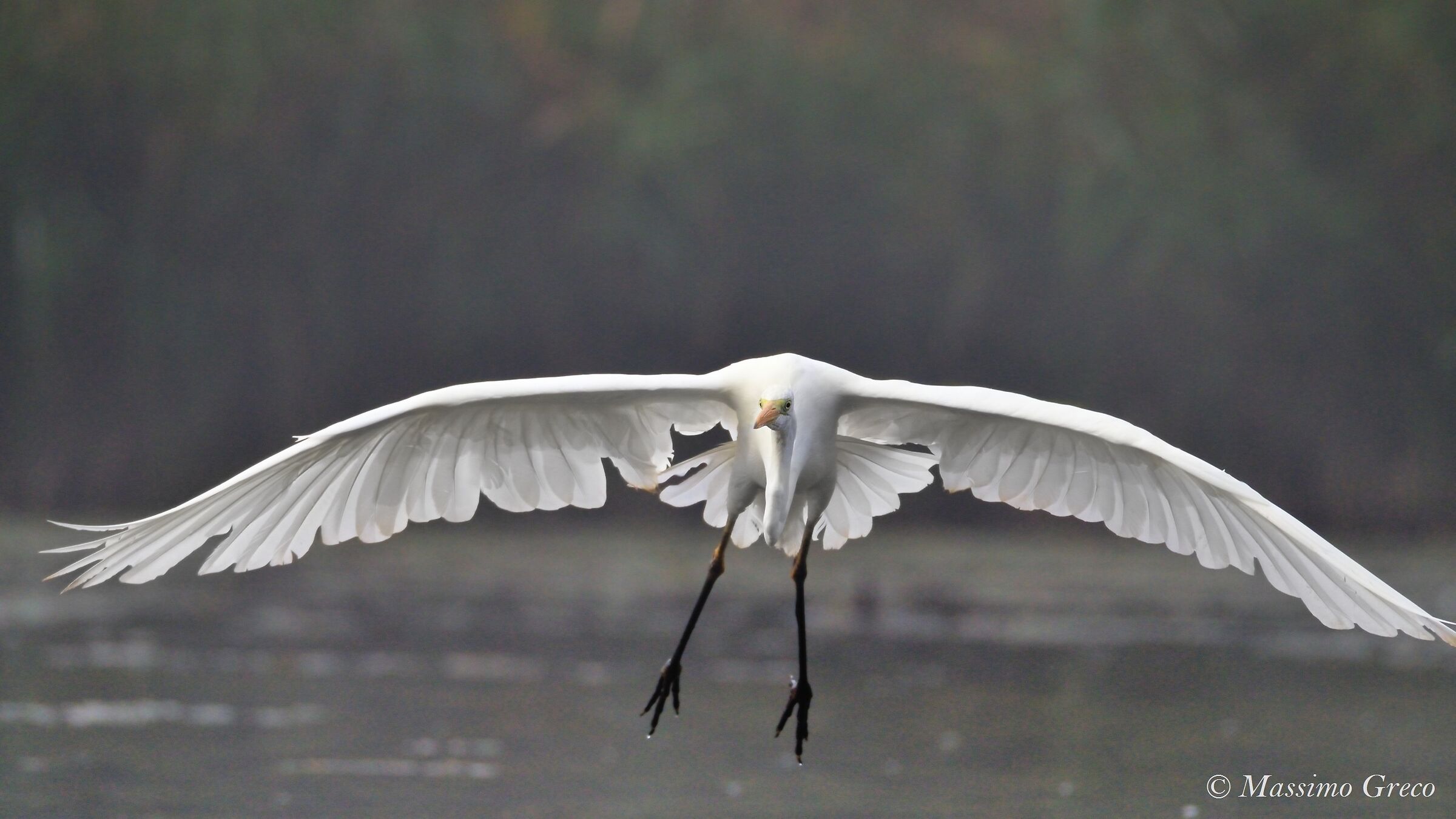 Major white heron (in fog)