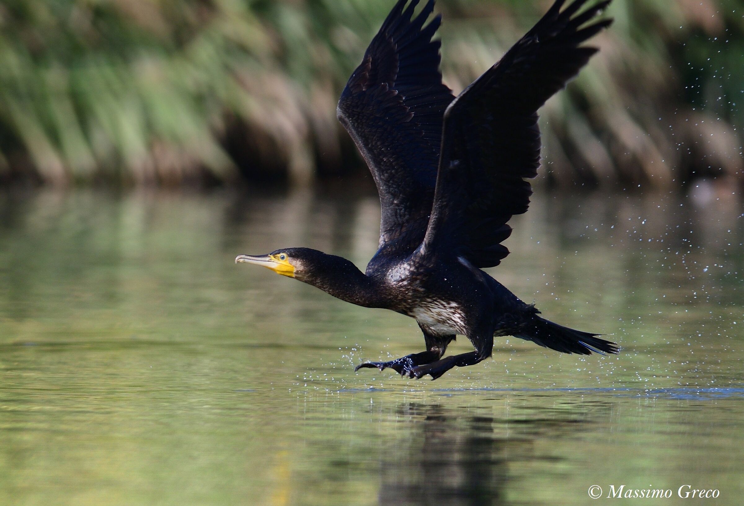 Cormoran (Phalacrocorax carbo)