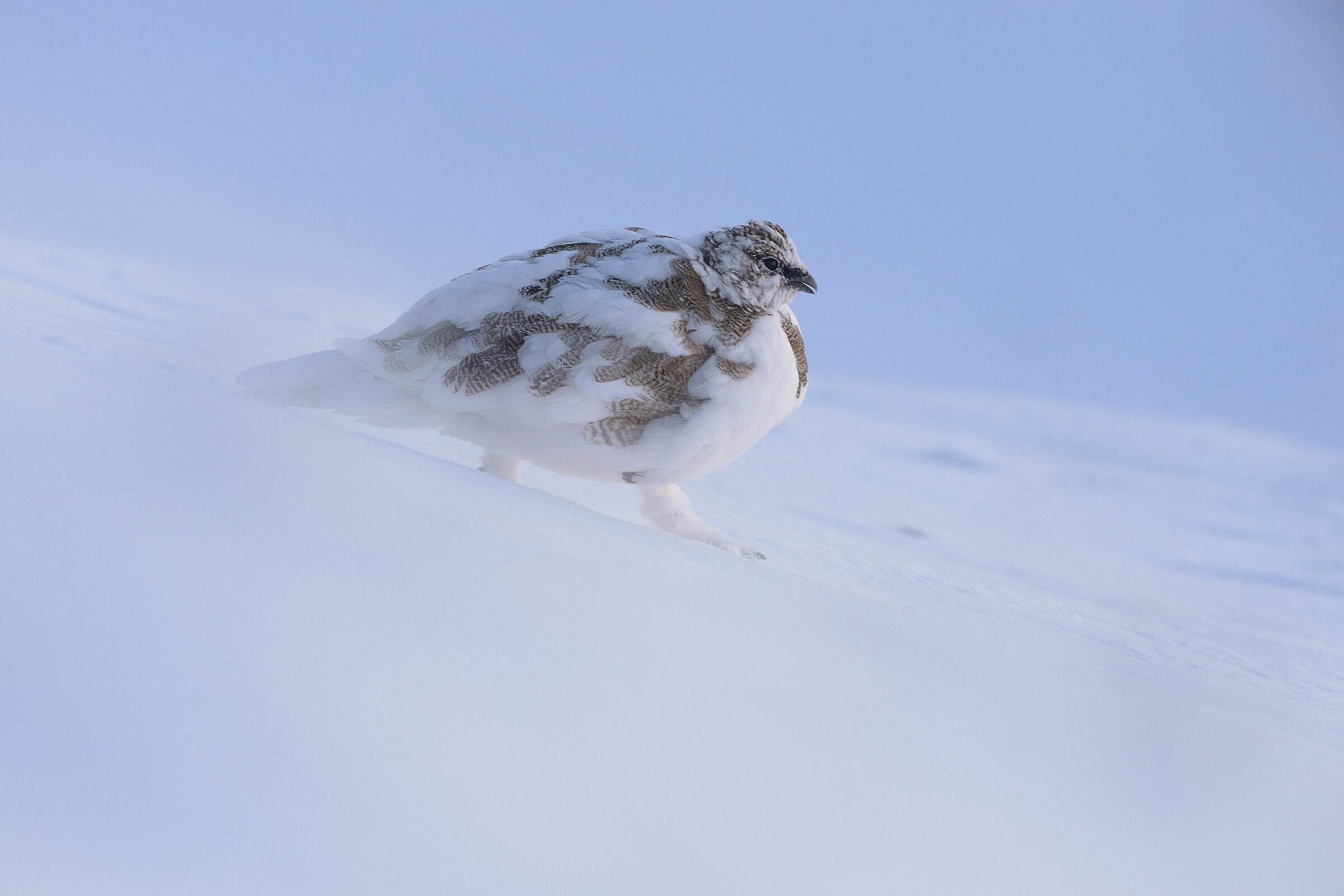 White partridge (Lagopus mute)