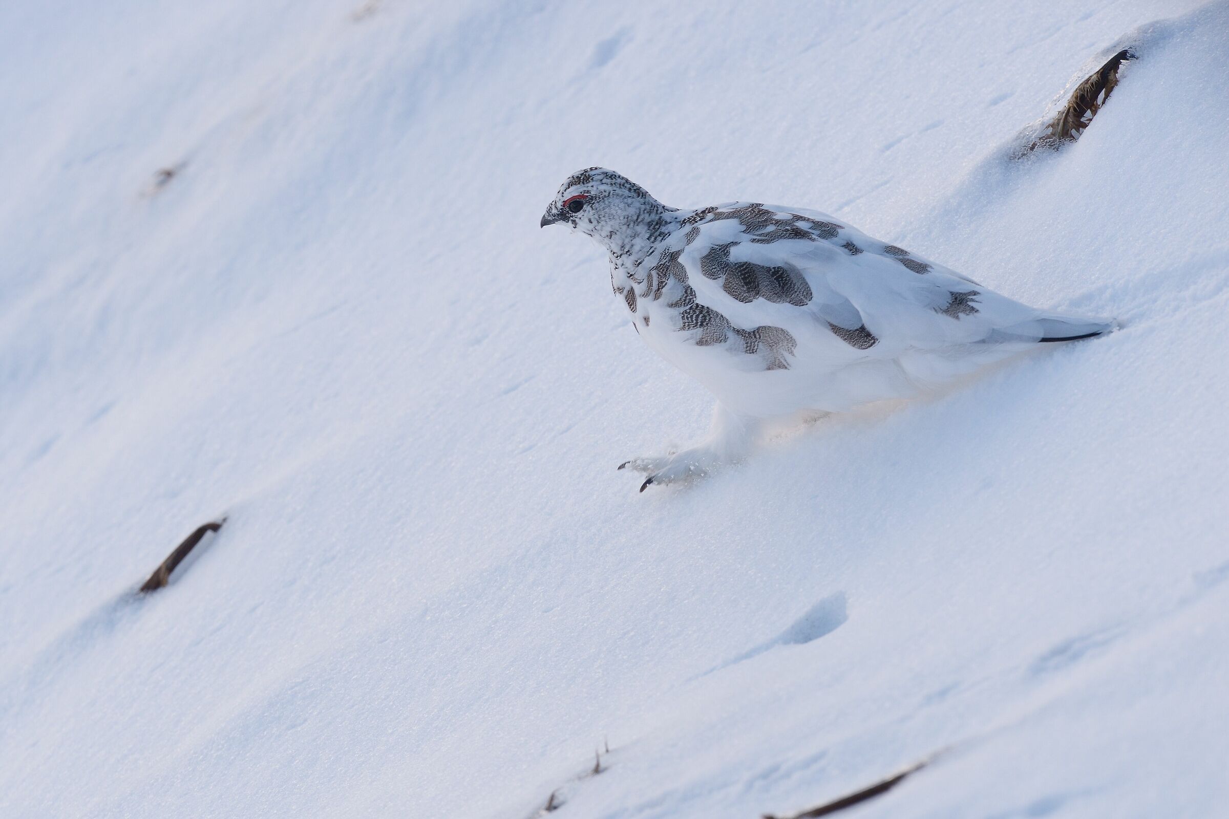 White partridge (Lagopus mute)