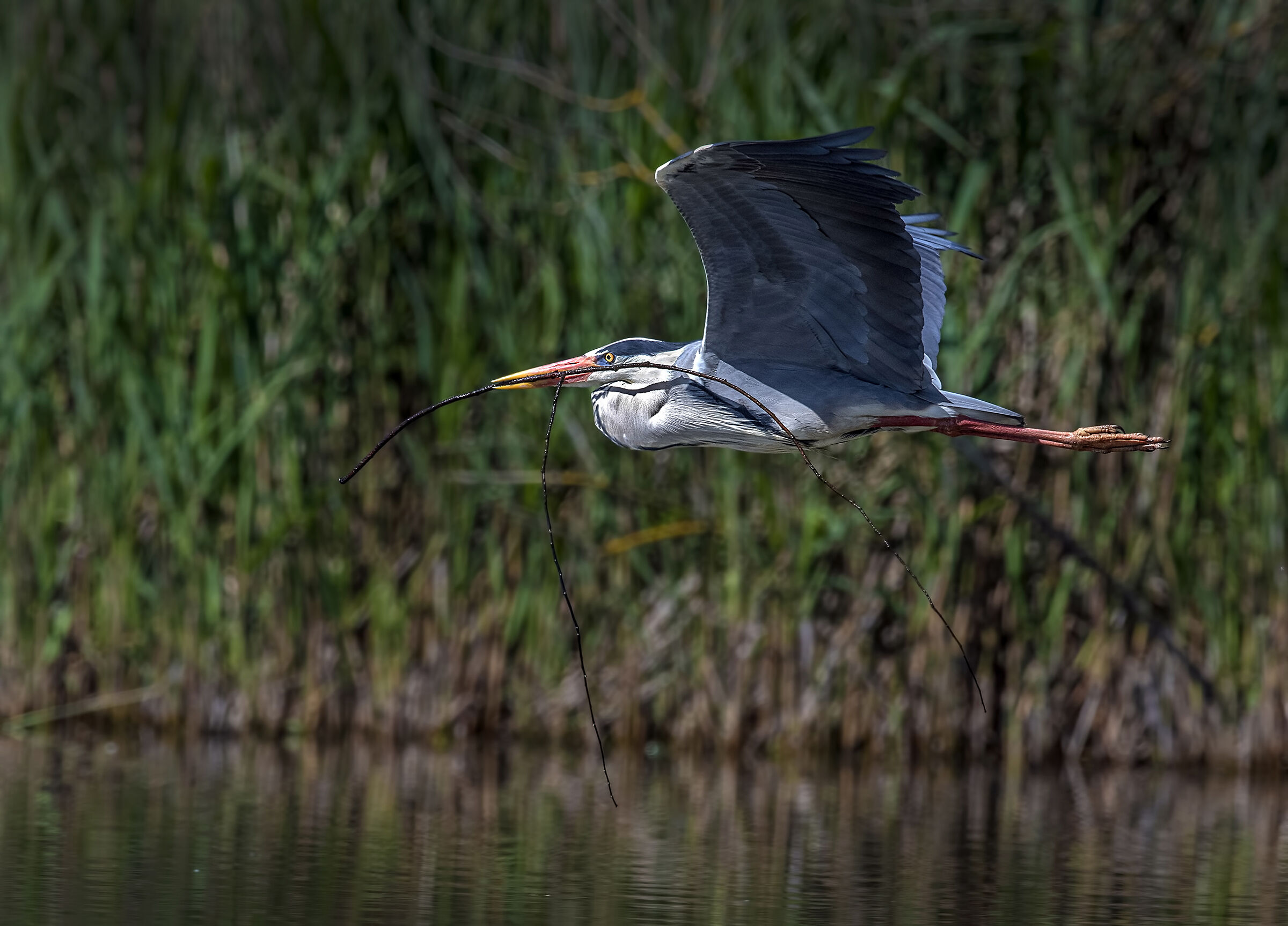 grigio con ramo per il nido