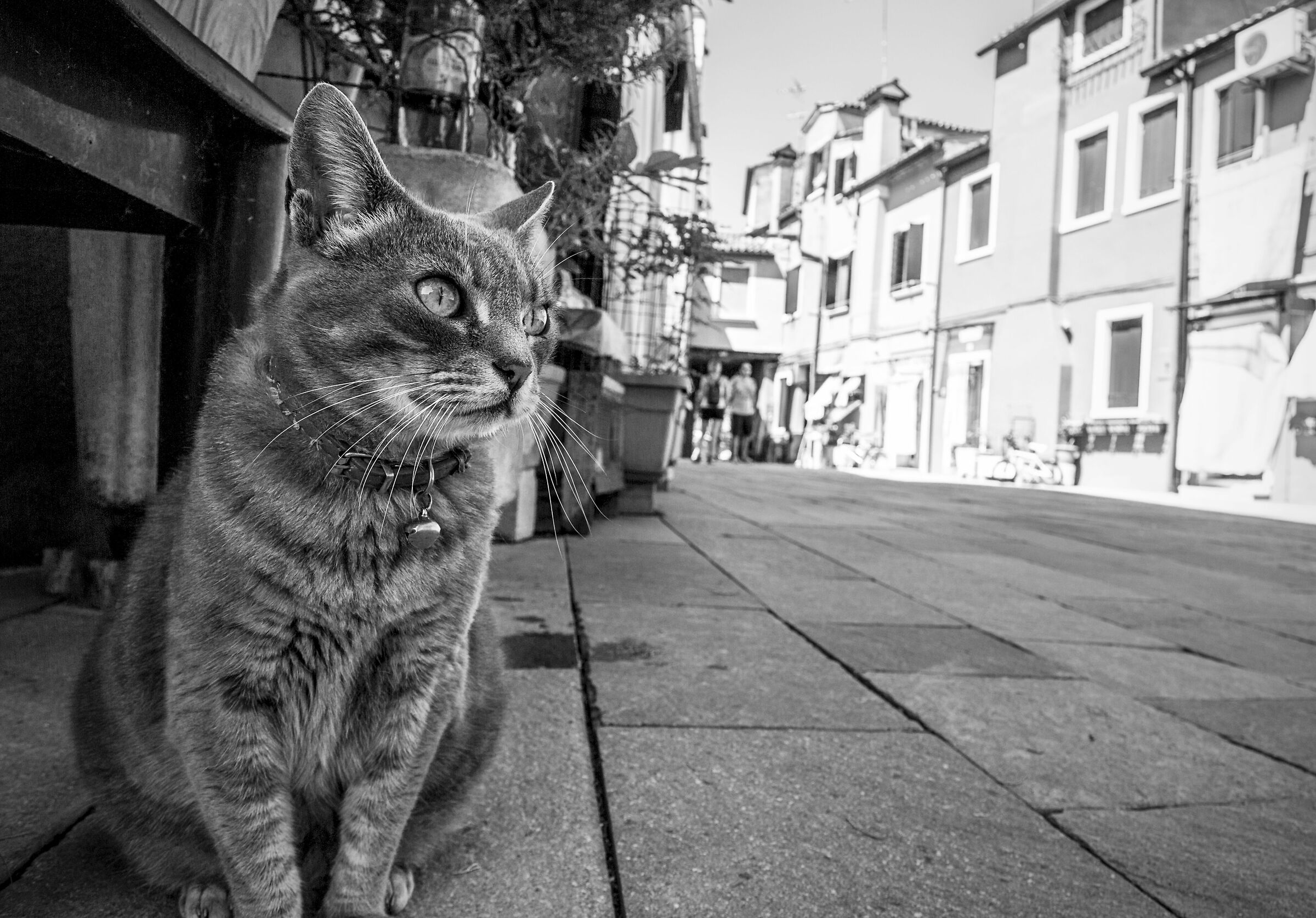 Street cat