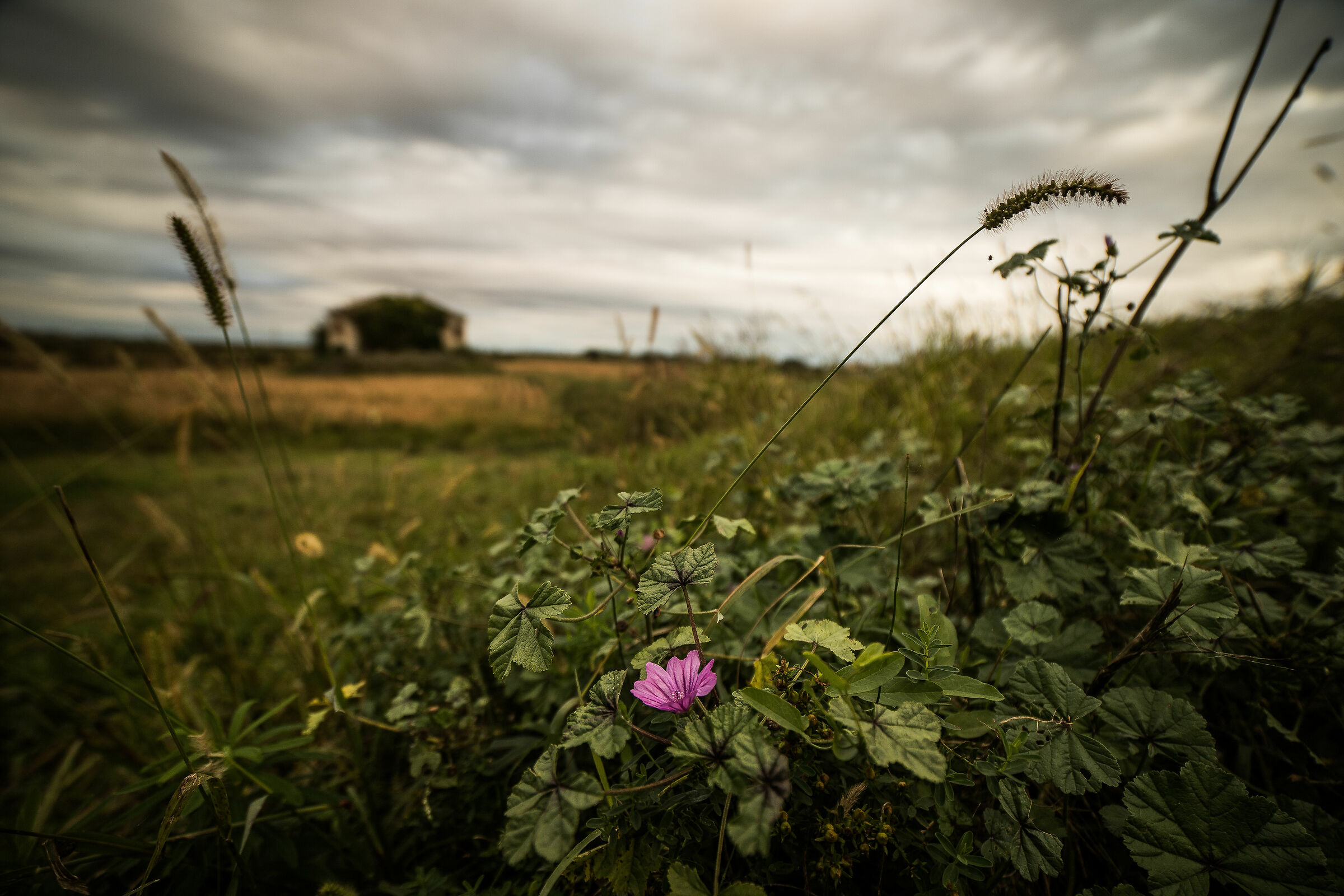 landscapes in the delta !