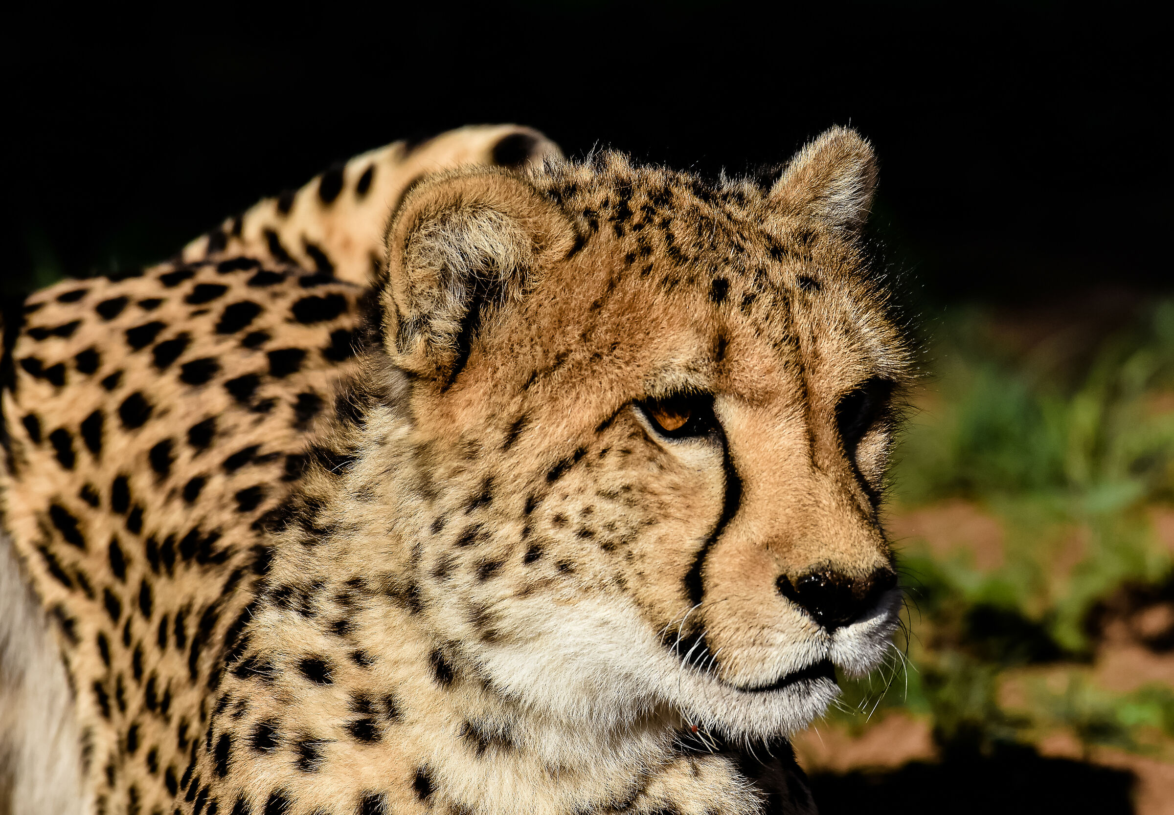 The Cheetah