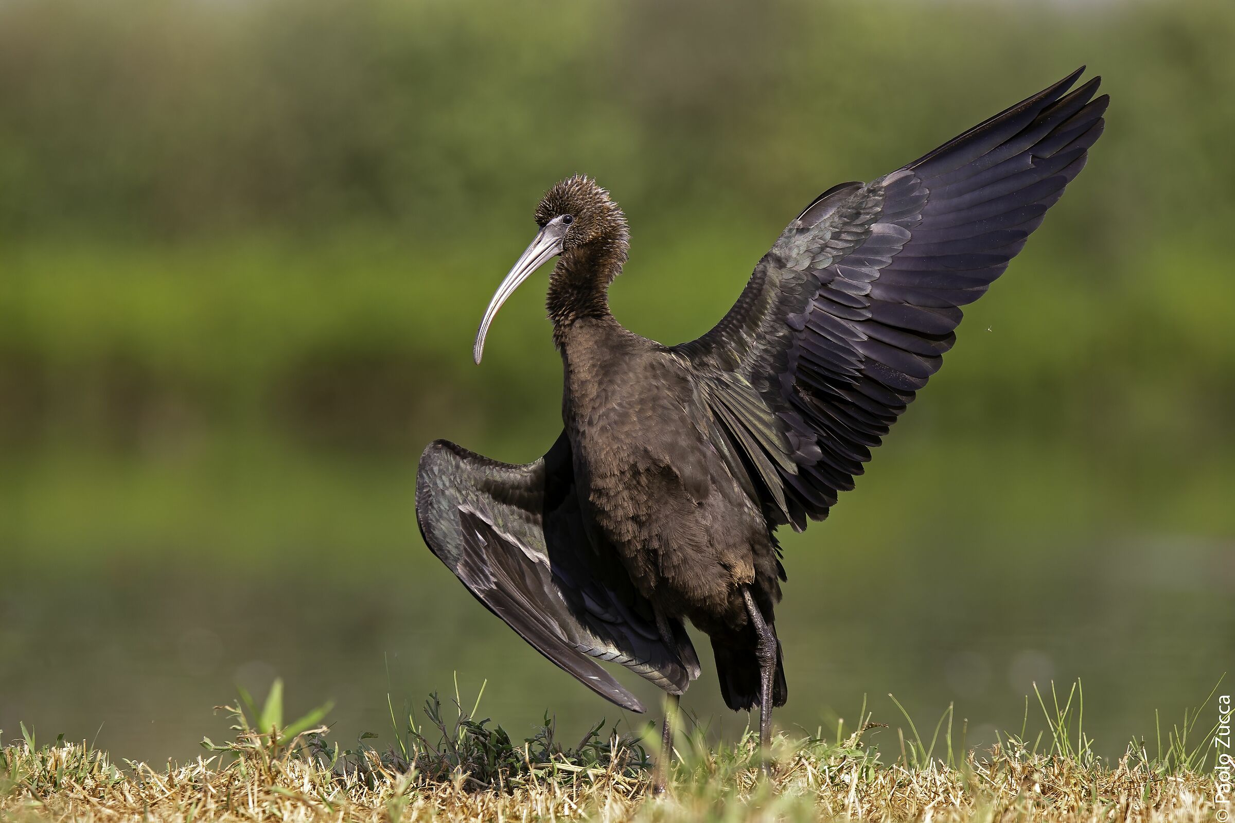 The Greeting of the Mignattaio