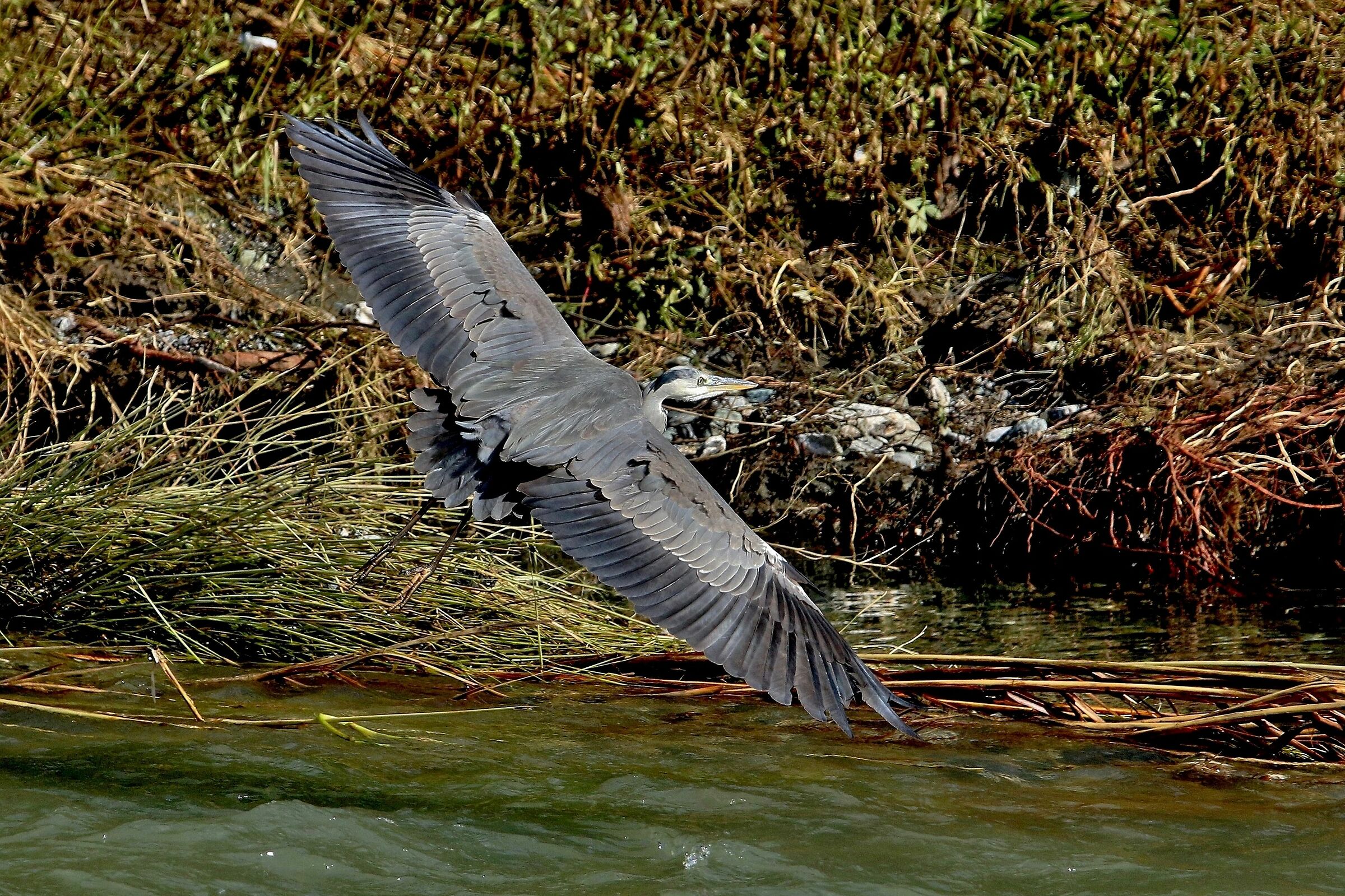 La virata dell'Airone