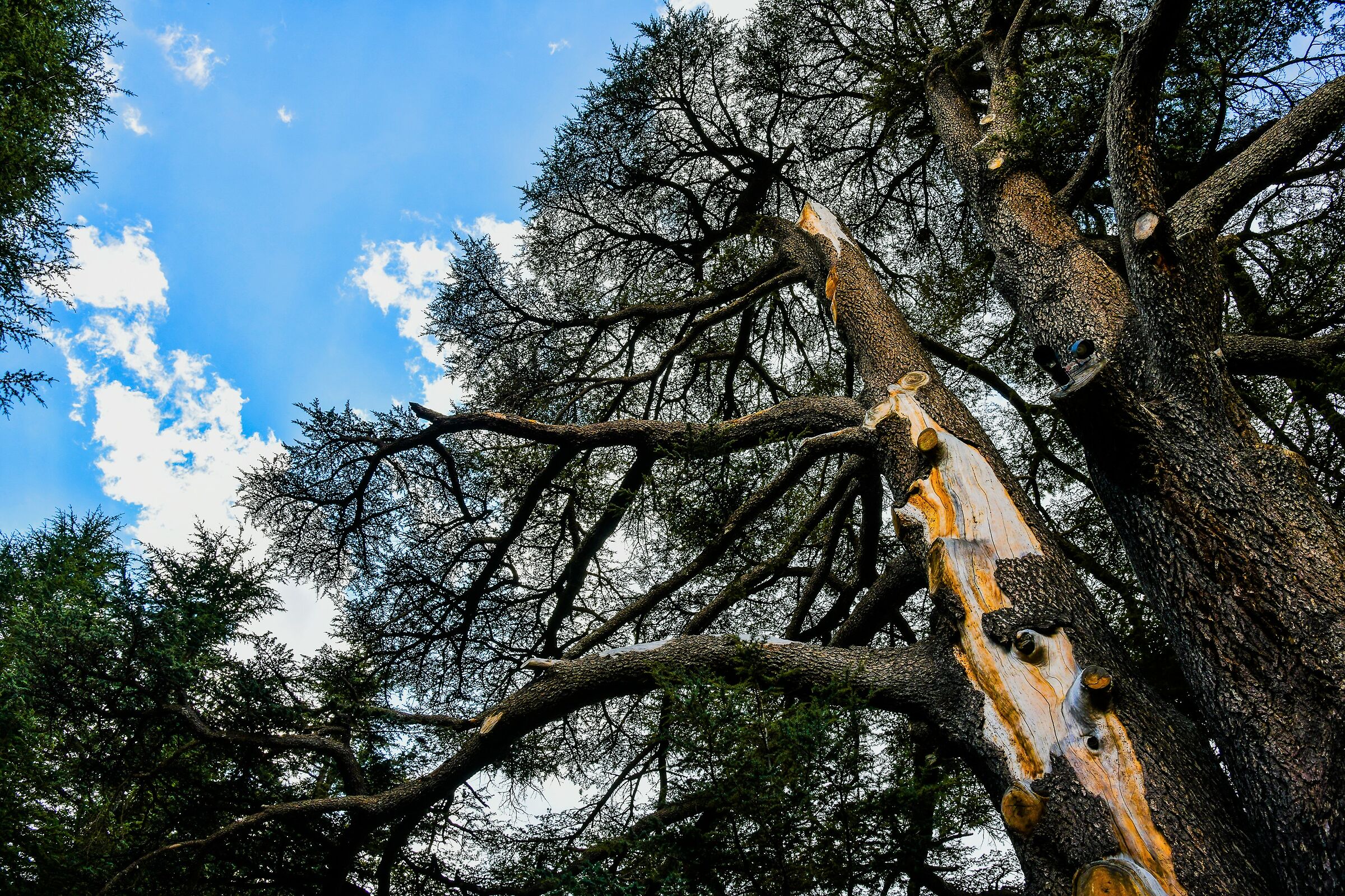 libano - foresta dei cedri