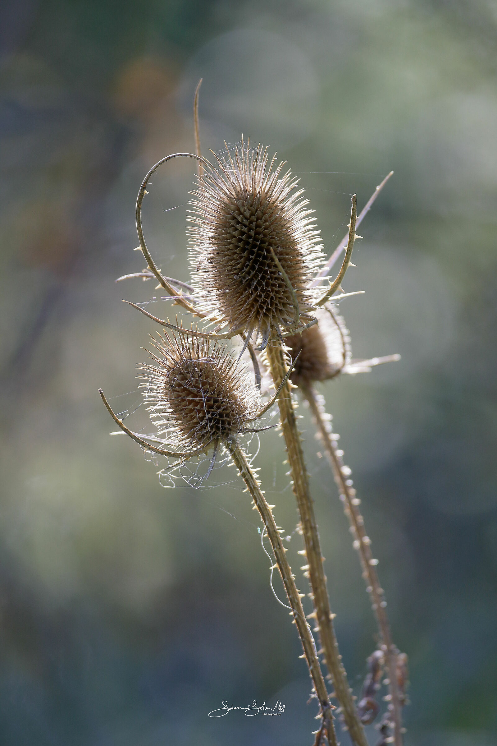 Backlight cardi (Carduus crispus, l., 1753)