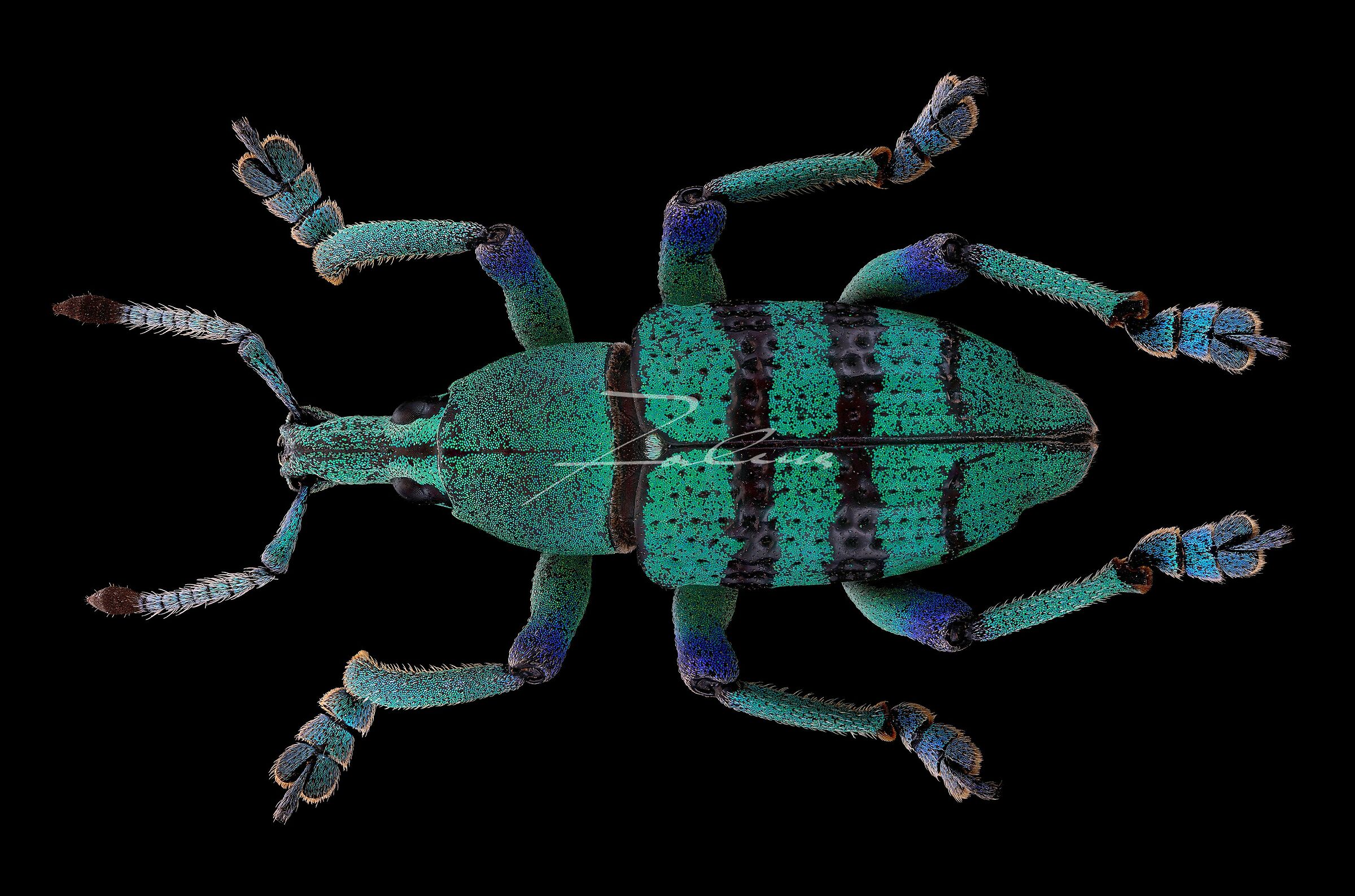 Eupholus schoenherri petiti 3