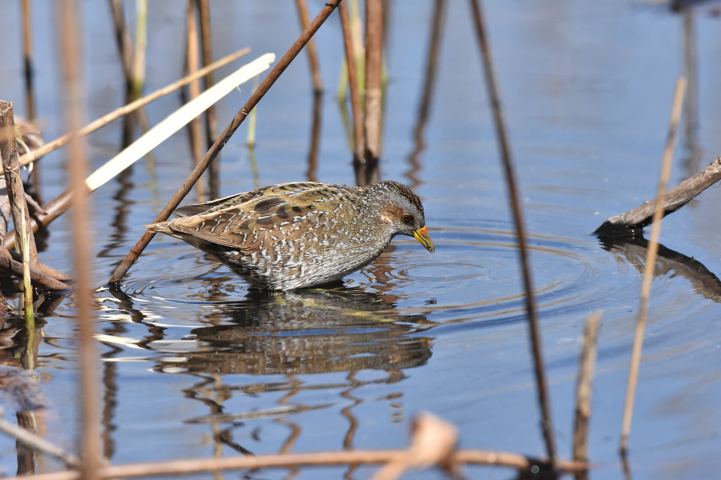 voltolino nella palude