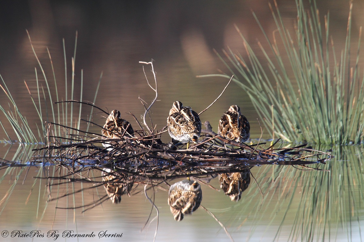 Group becaccini in relaxing break