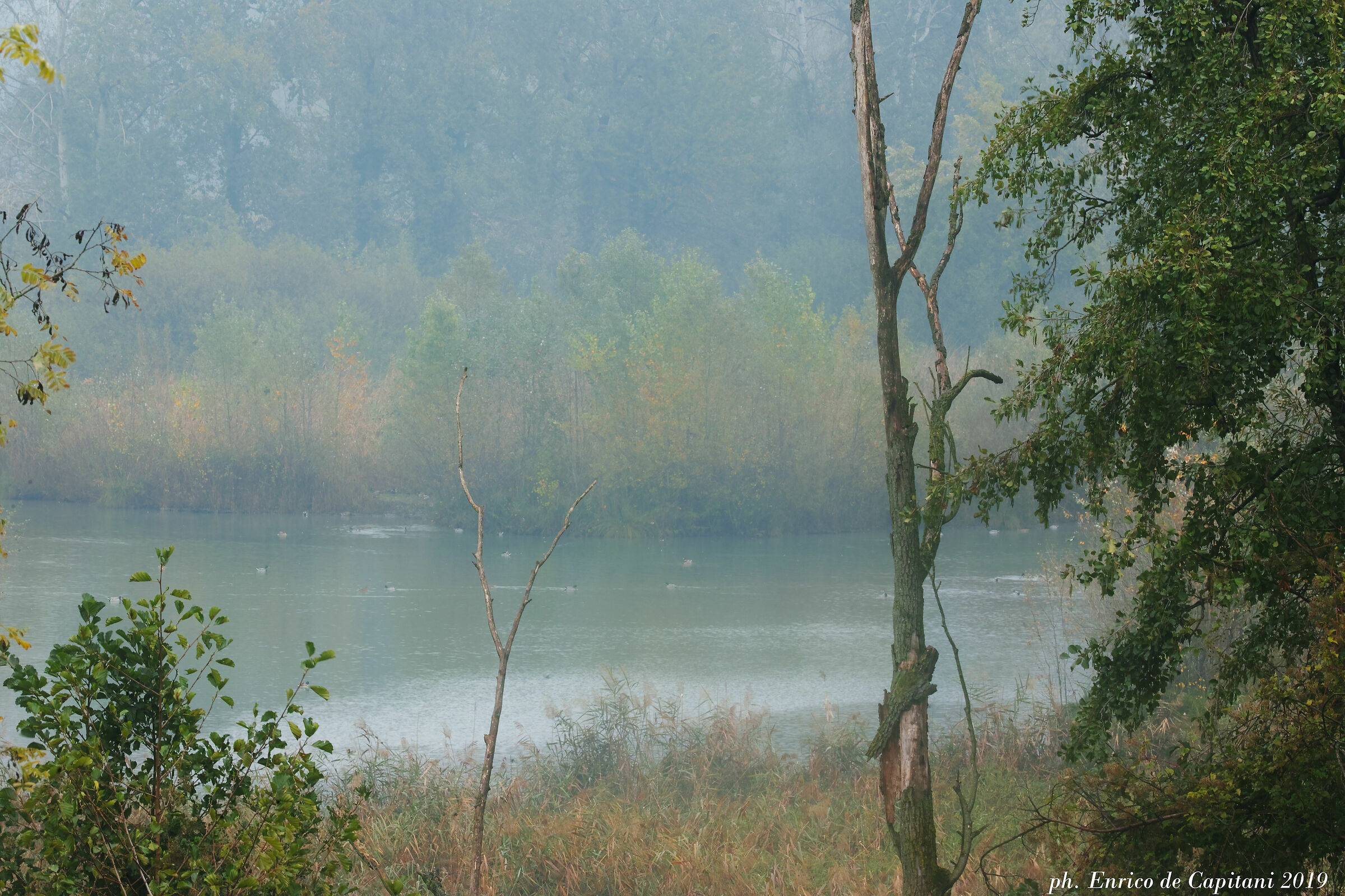 Presso il Mortone dell'Adda a Merlino