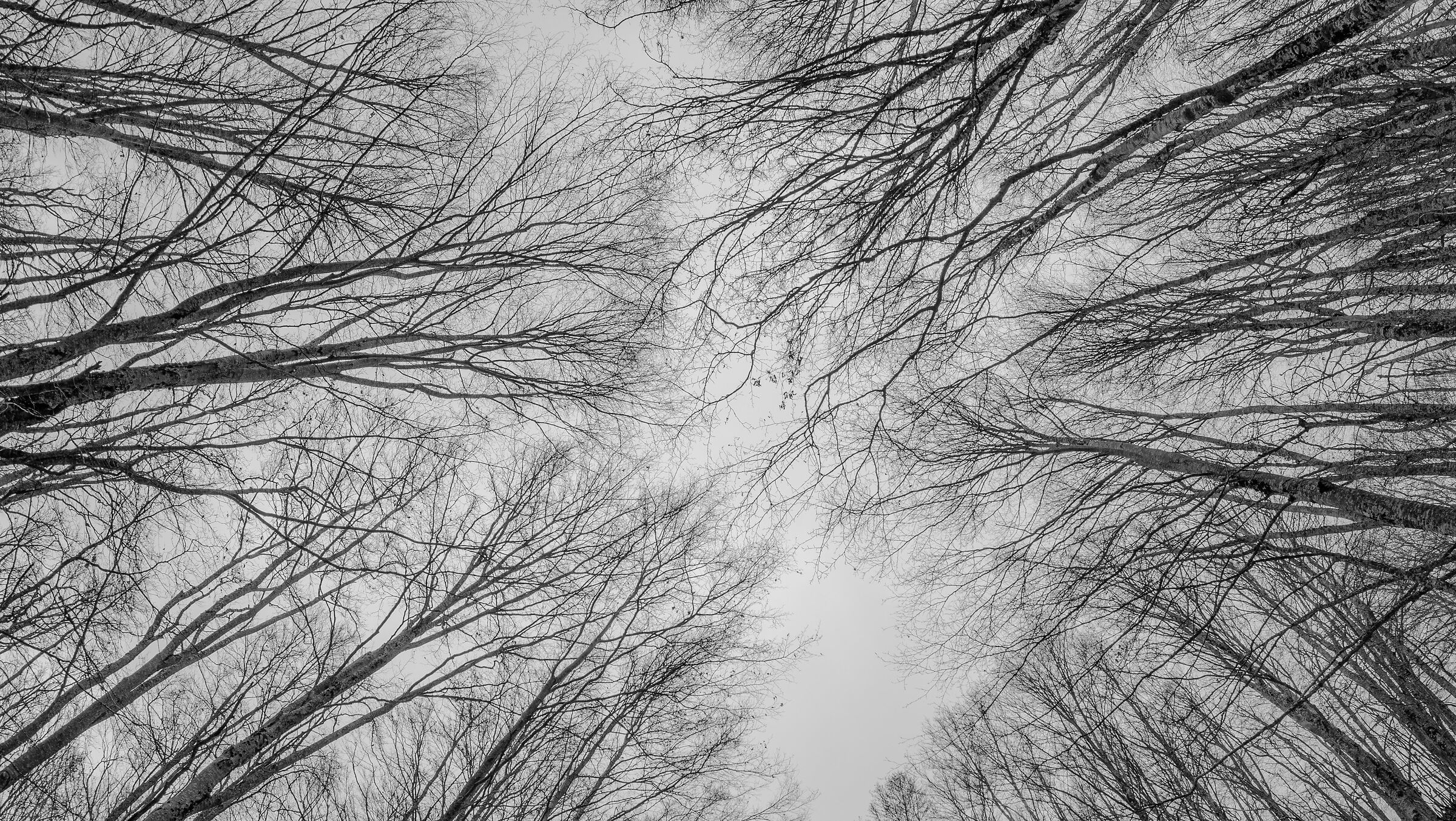 Hands of the Woods 2