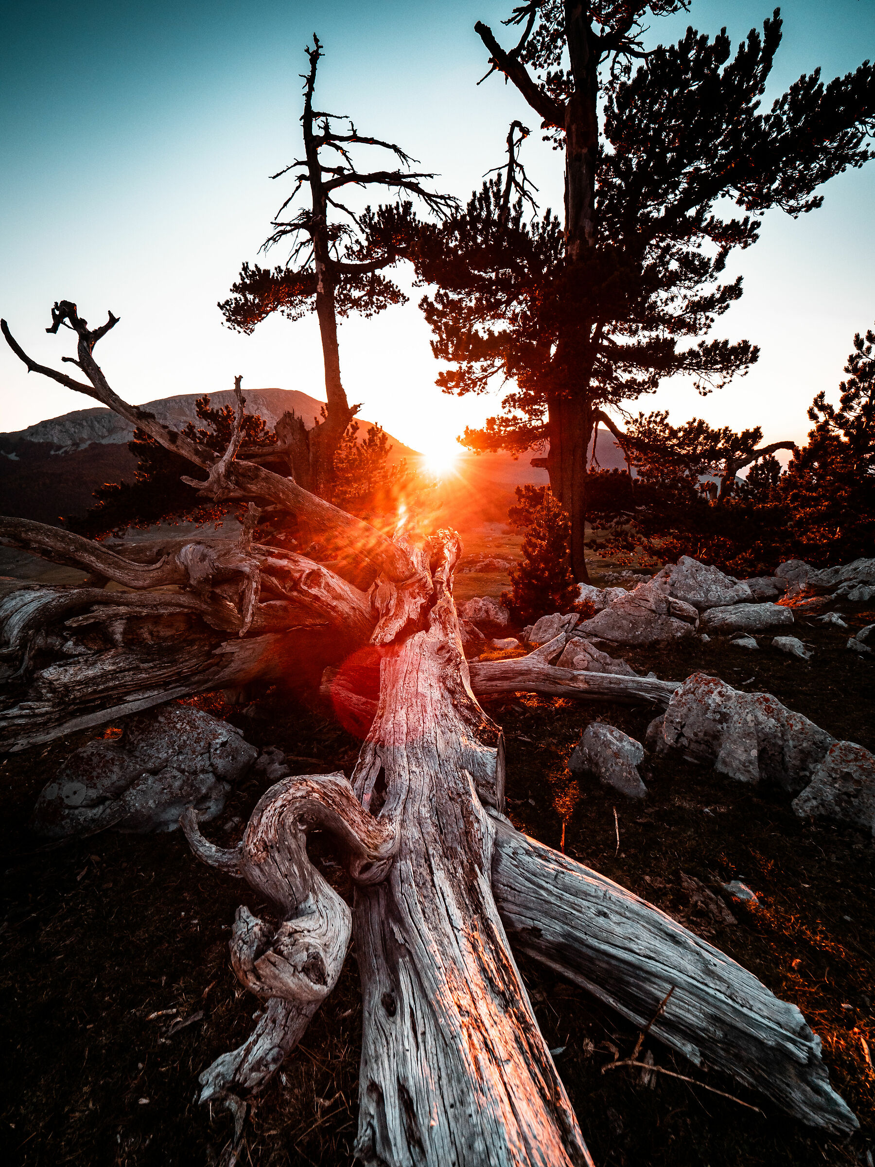 L'albero che chiedeva aiuto.