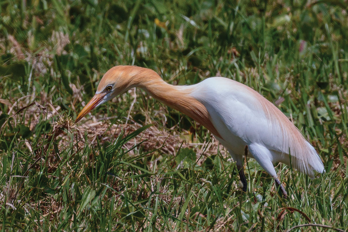 Eastern Cattle Egret