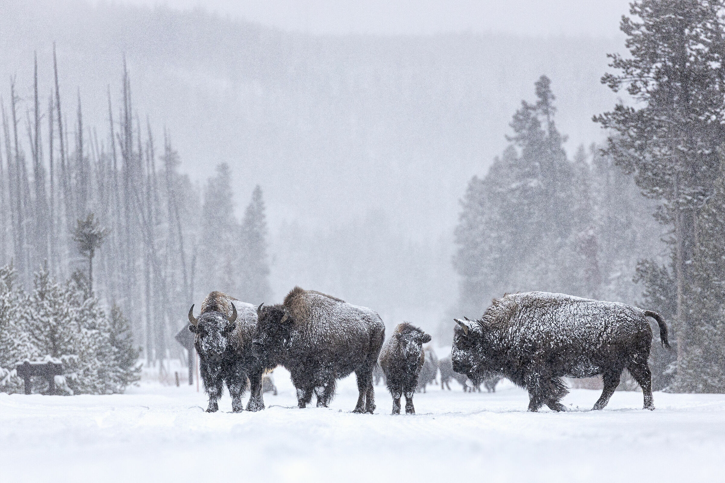 Bison' crossing in snow storm