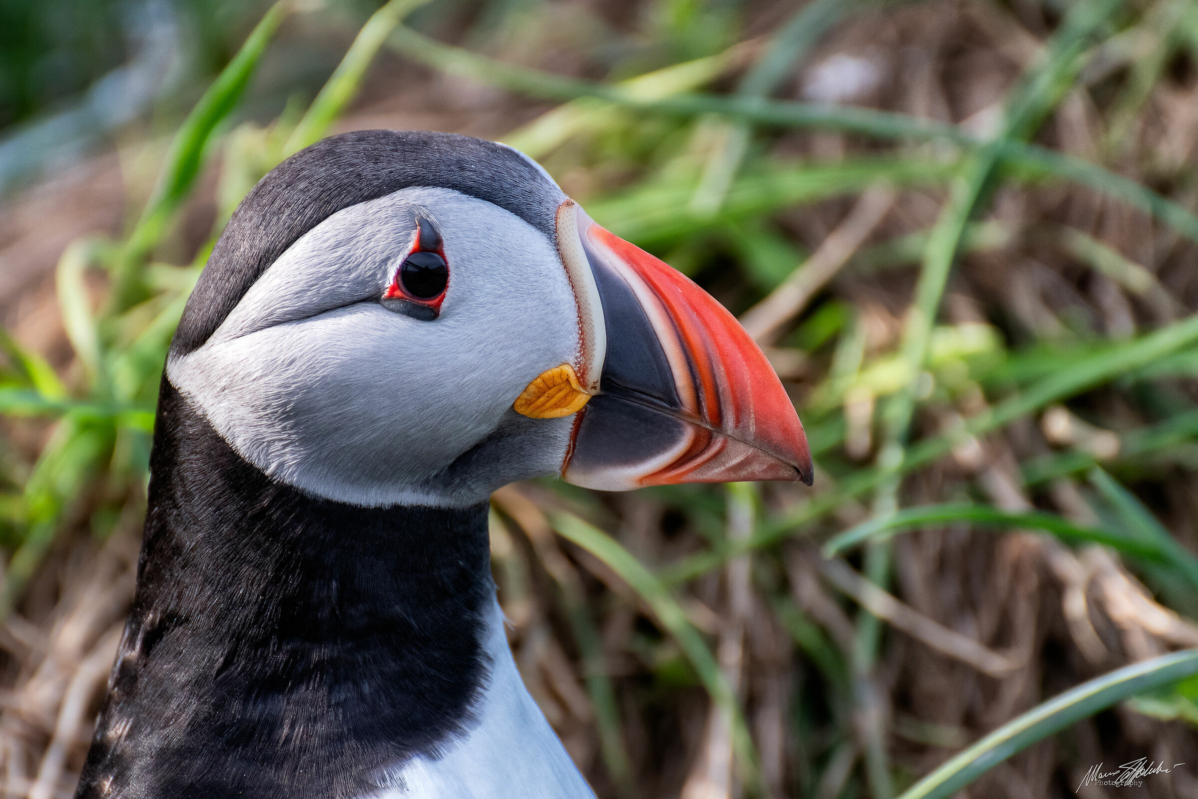 Puffin