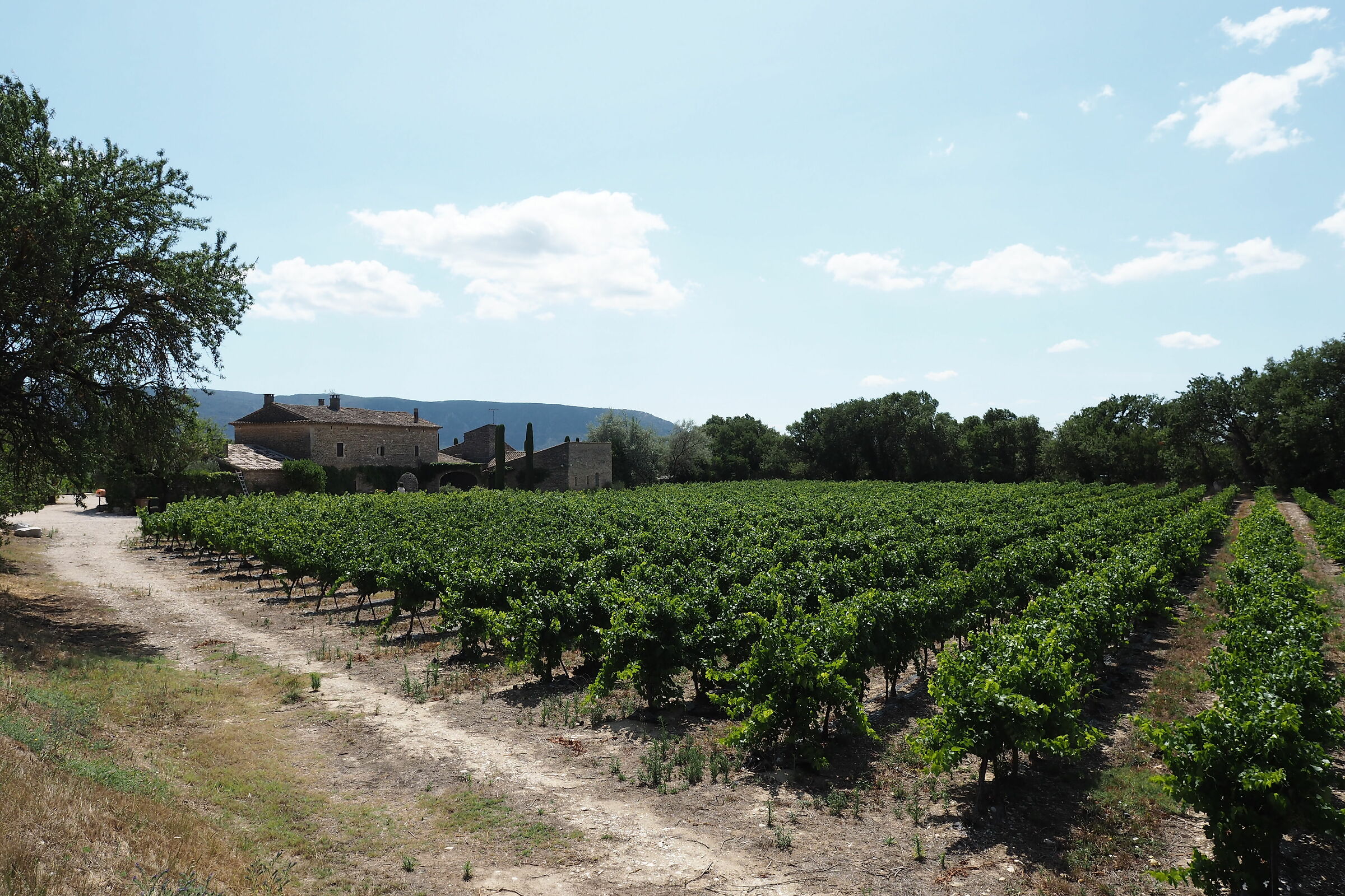 Vigne in Provenza