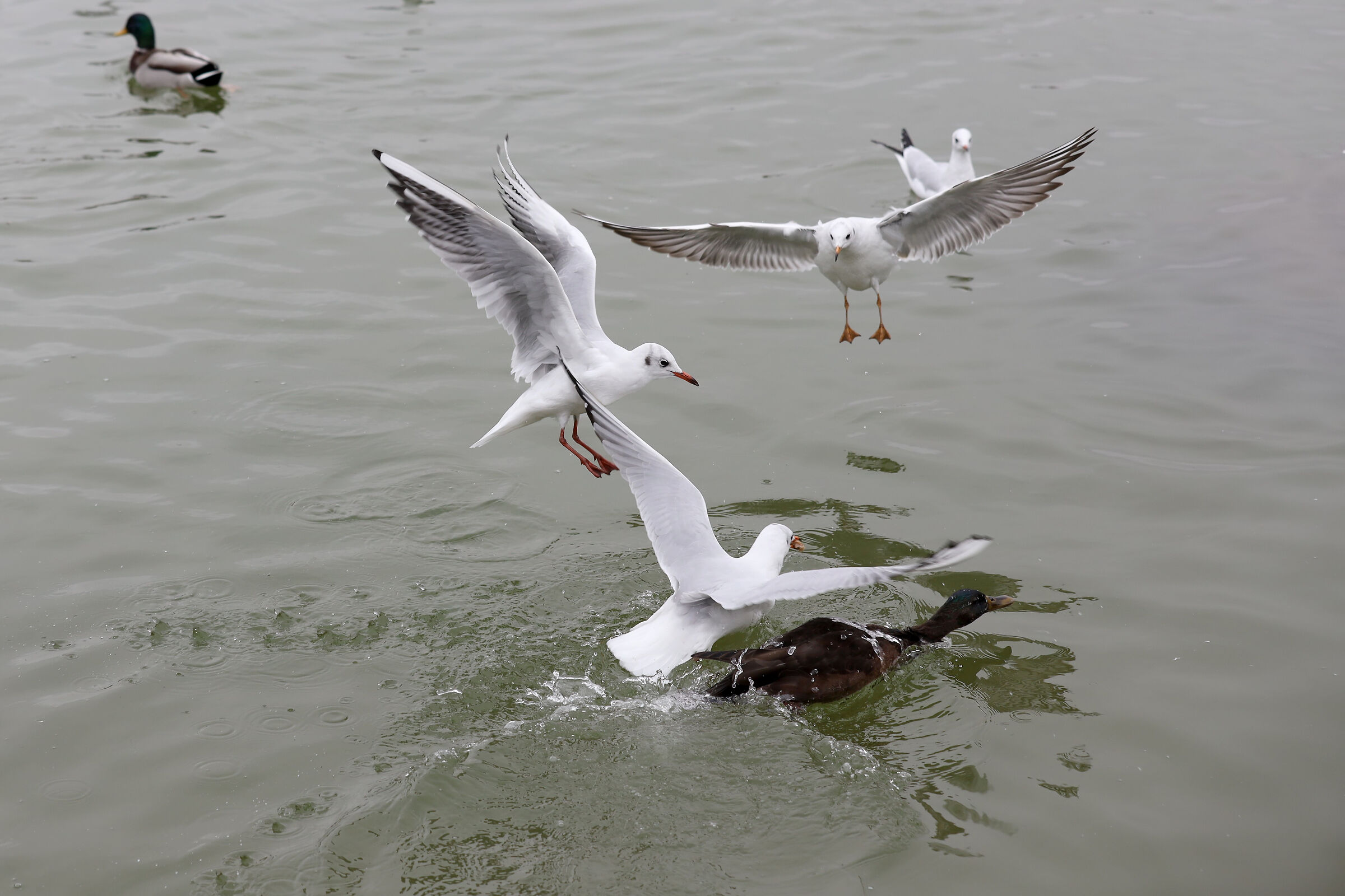 Dove osano le Anatre