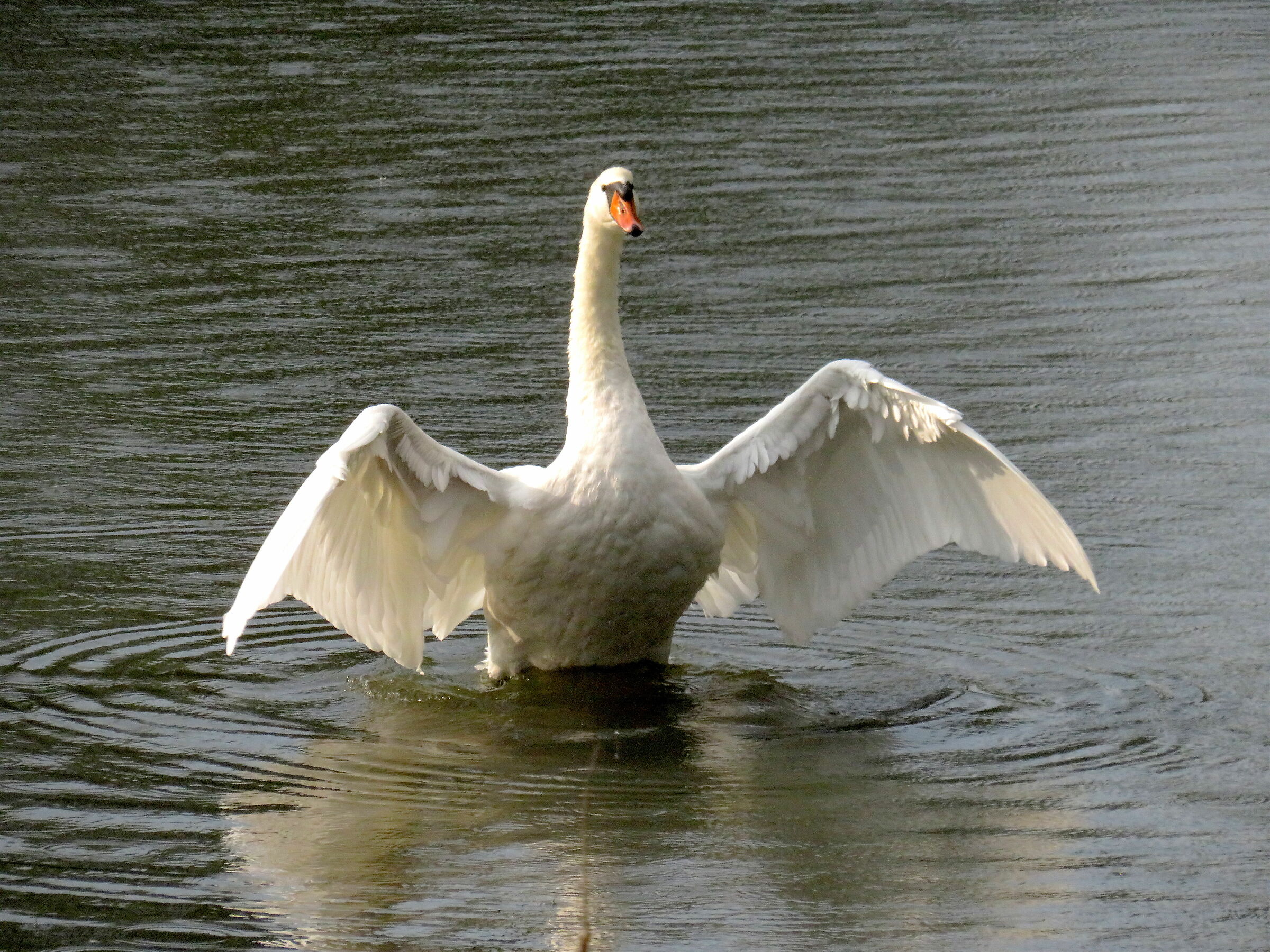 Royal swan