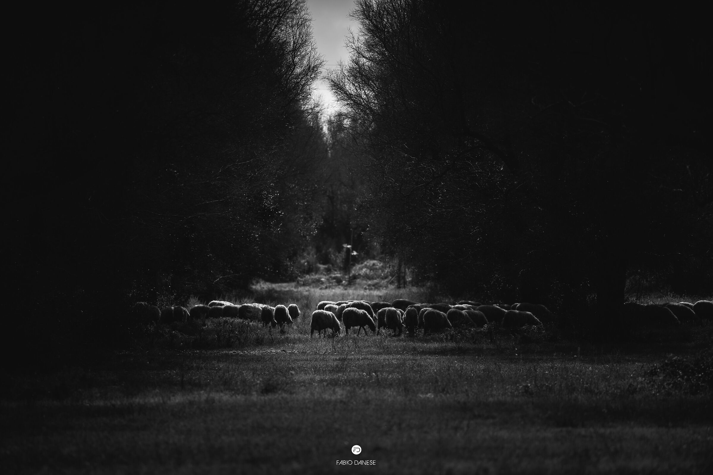 Passeggiata in campagna