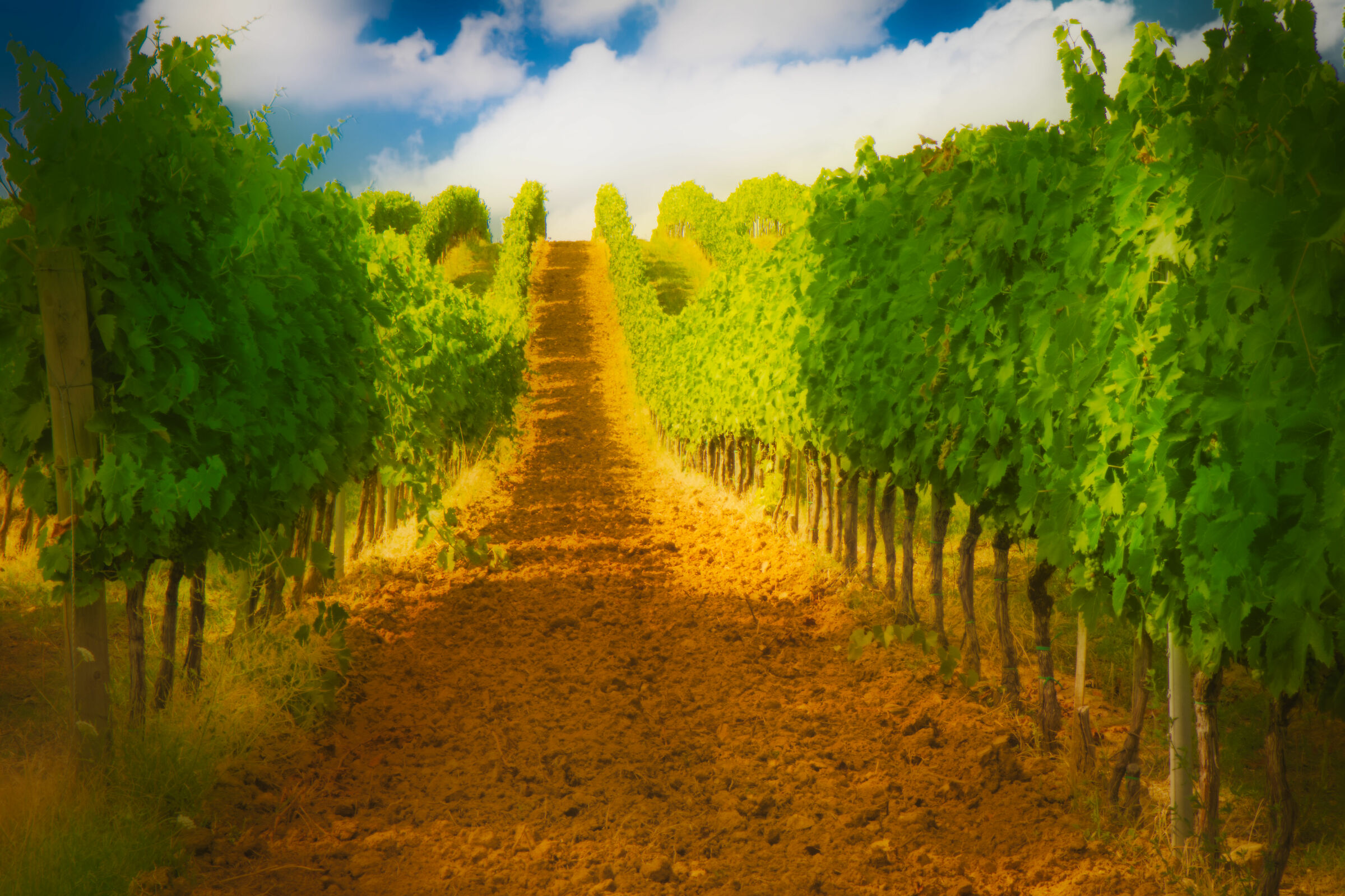 Vigneti a San Gimignano