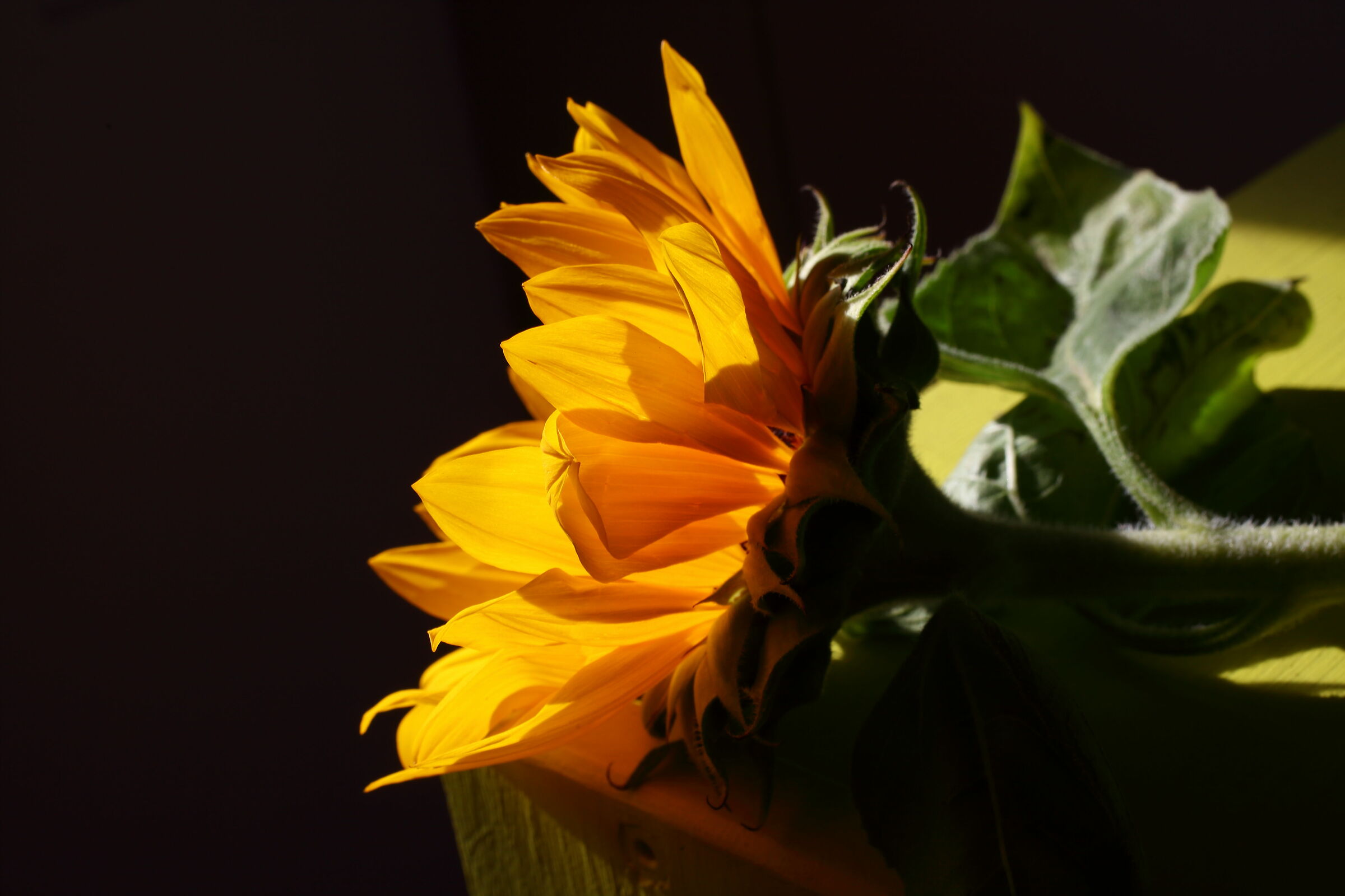 Girasole