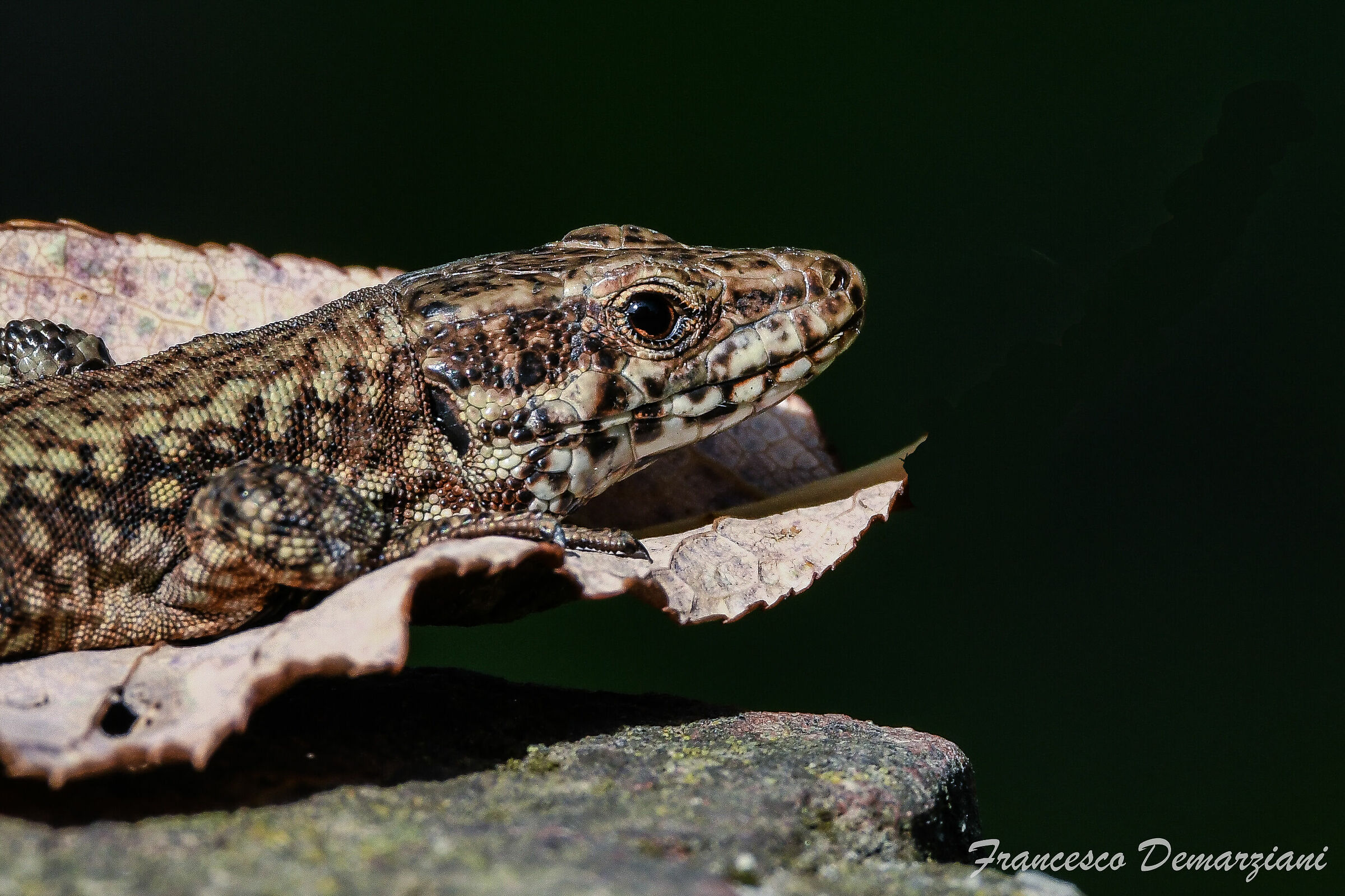 Lucertola al sole autunnale