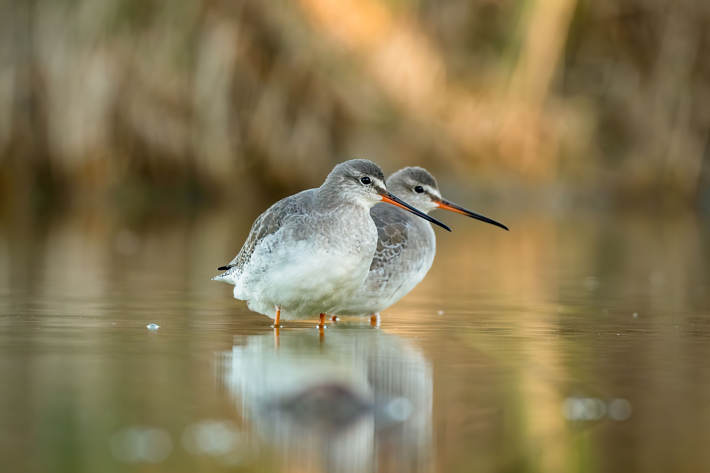 Totani mori all'alba