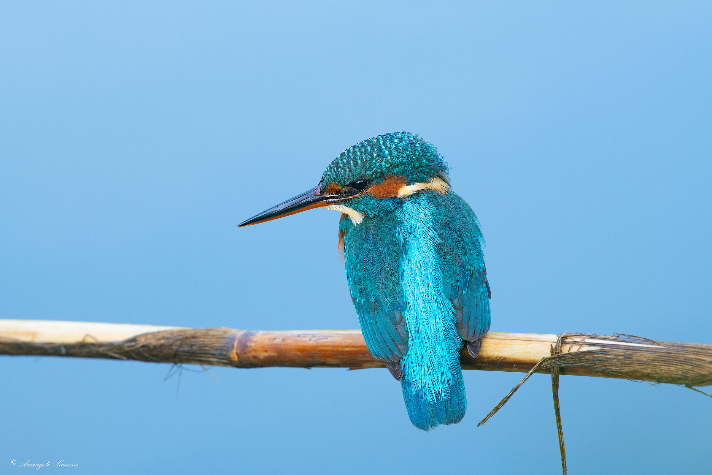 Martina in blue painted blue