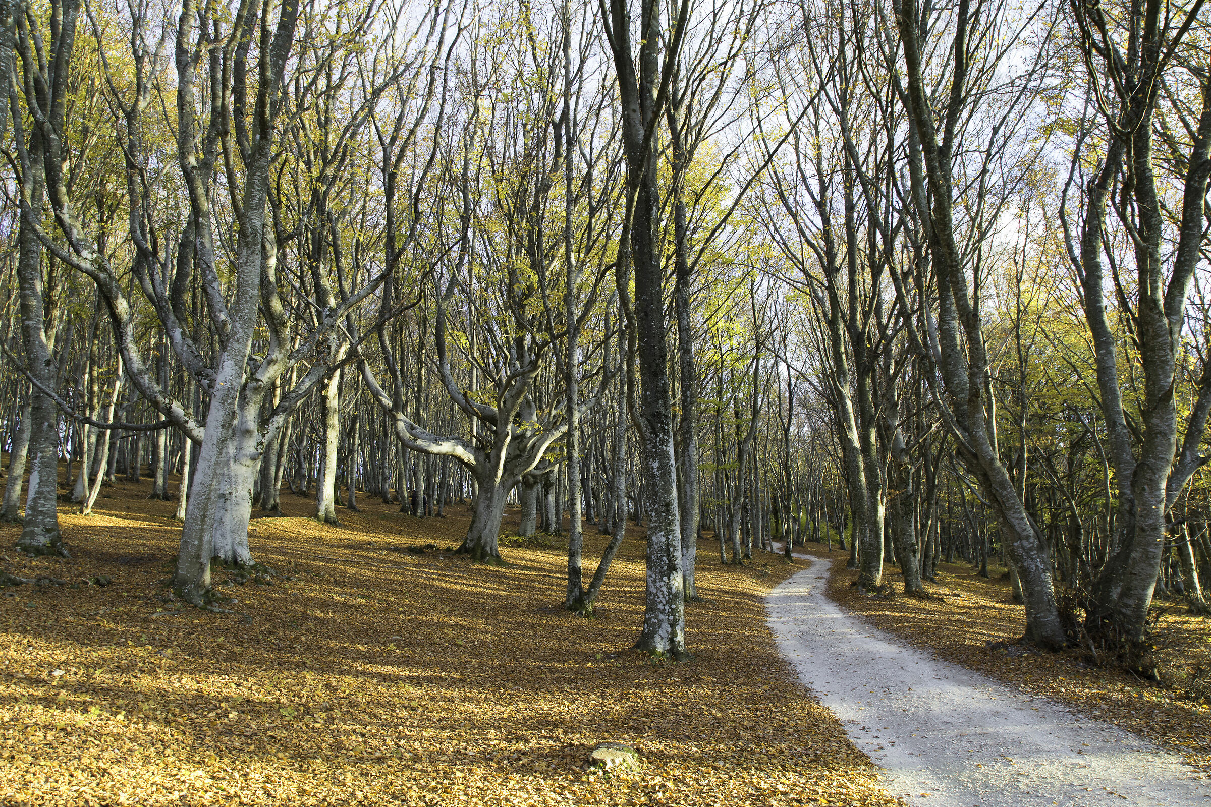 Canfaito the Faggeta the colors of autumn