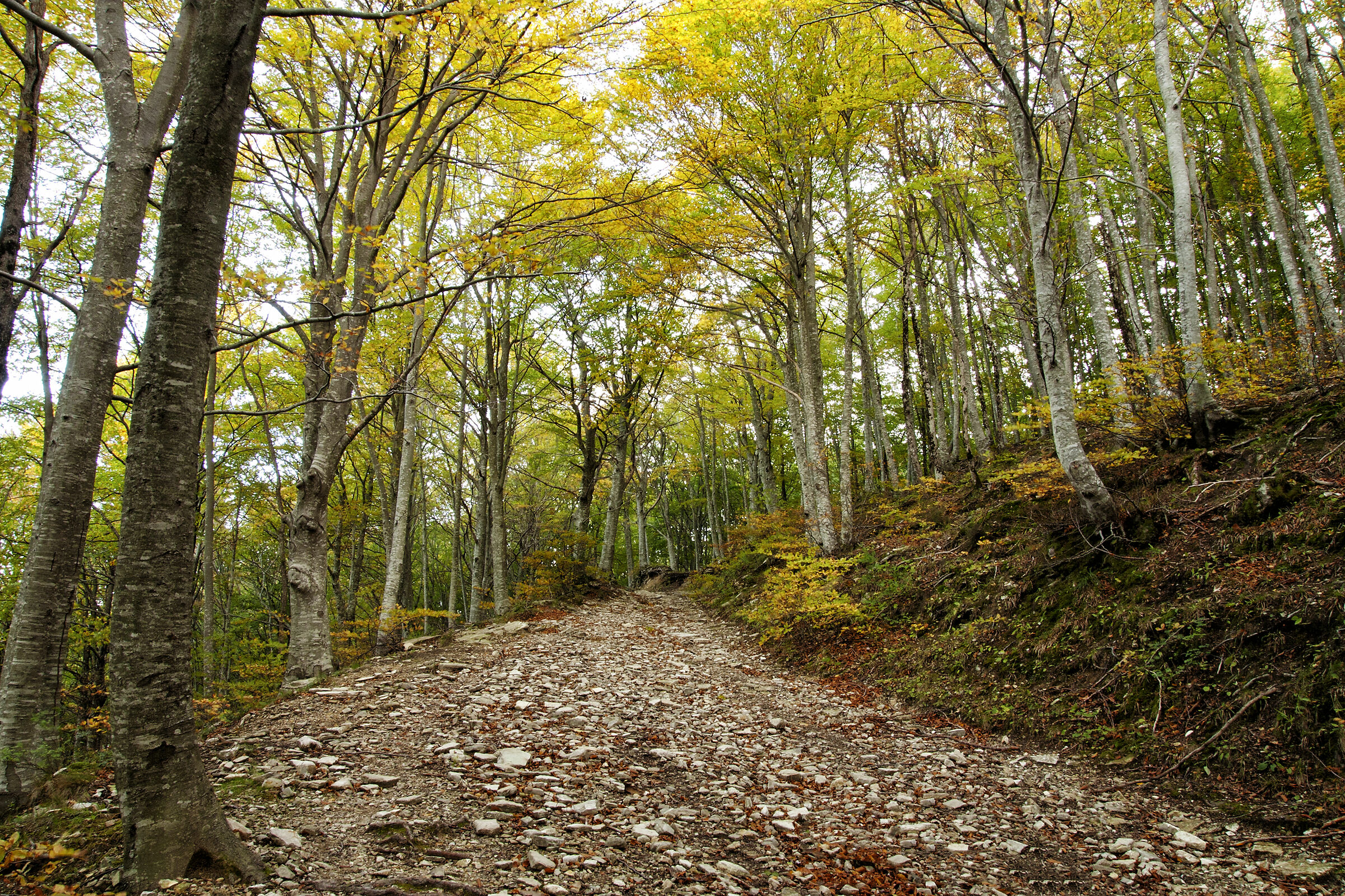 Elmo Plain the colors of autumn