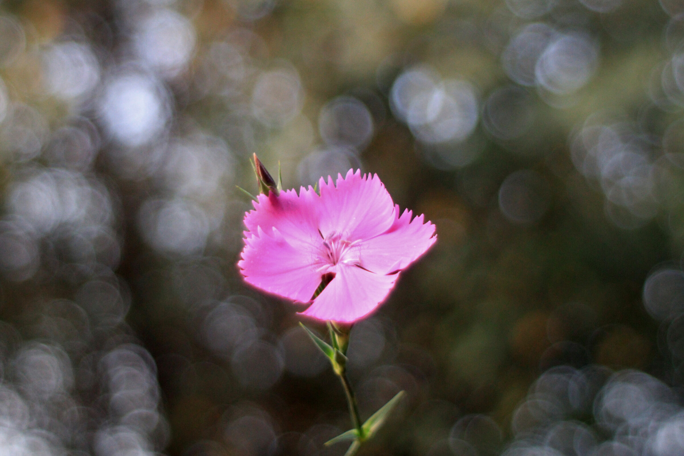 Provando il Pentacon 29mm f2.8