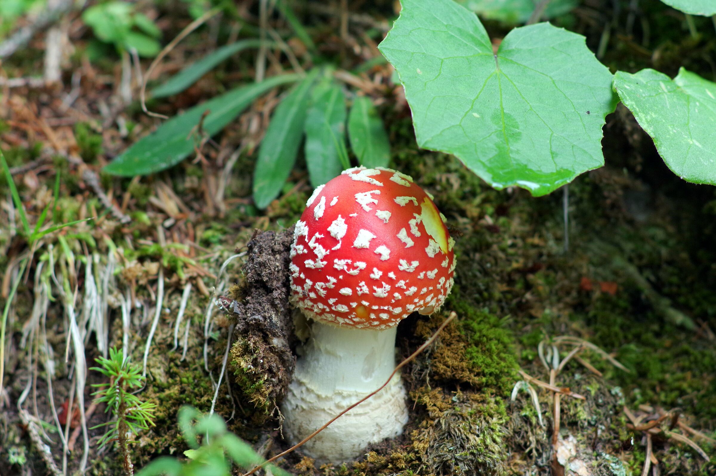 Amanita muscaria
