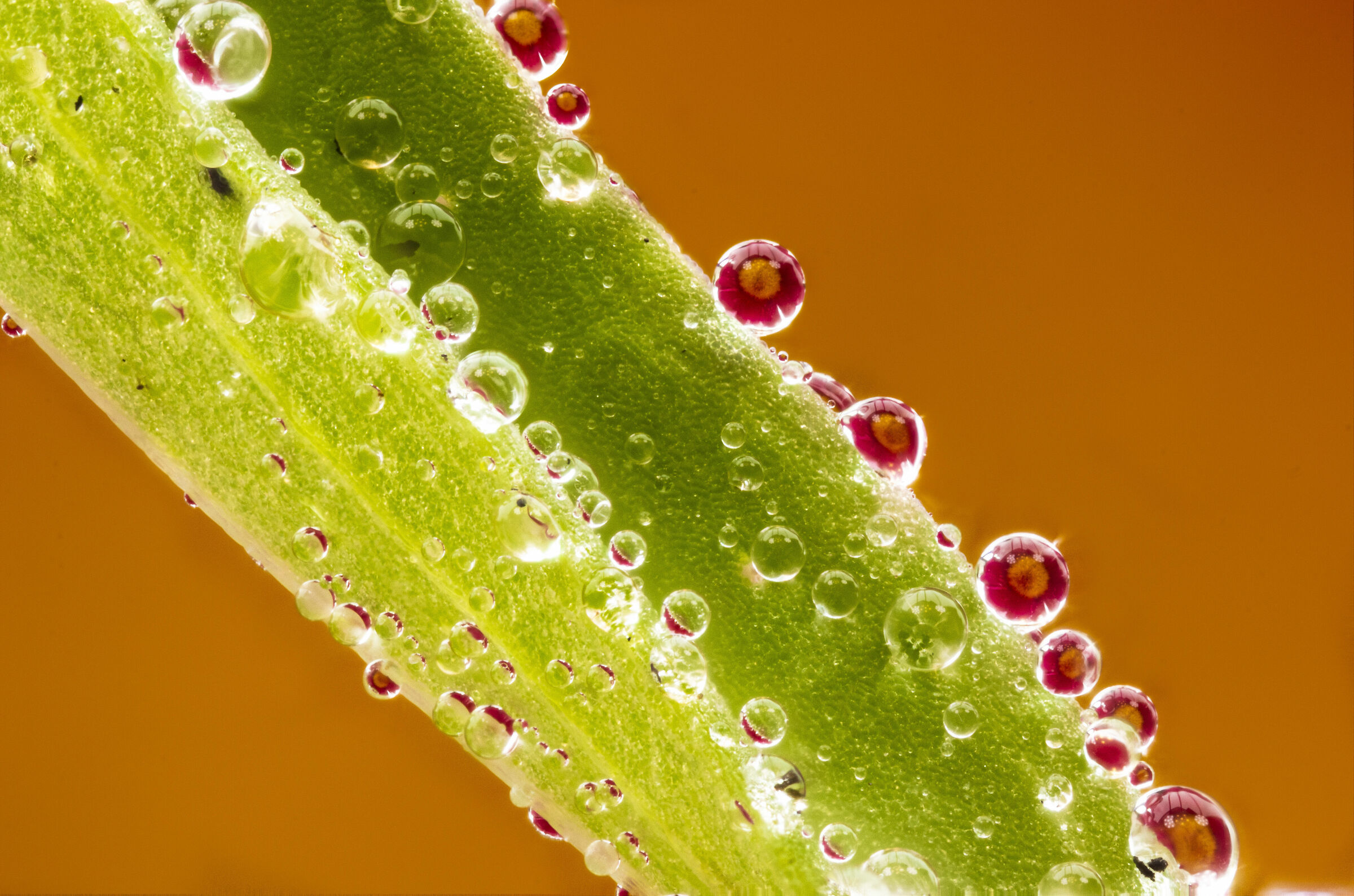 Milleeee thousand bubbles