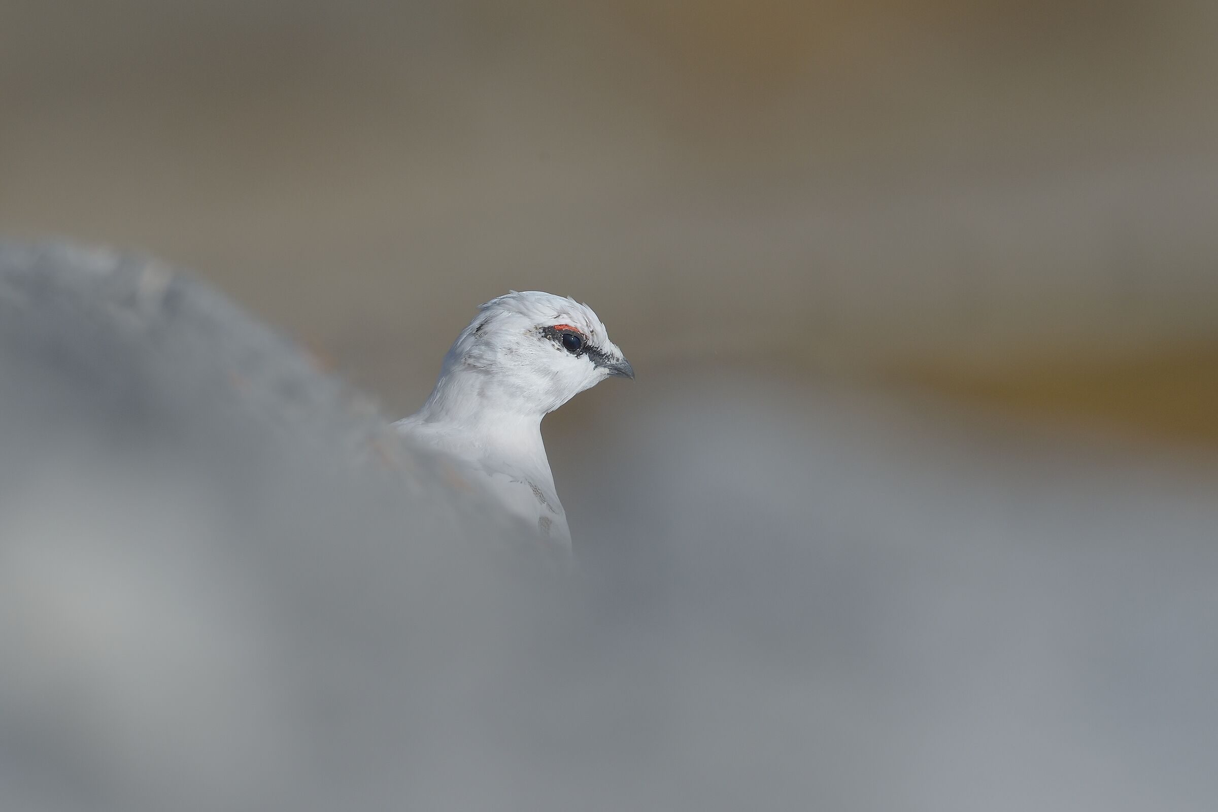 White partridge (Lagopus mute)