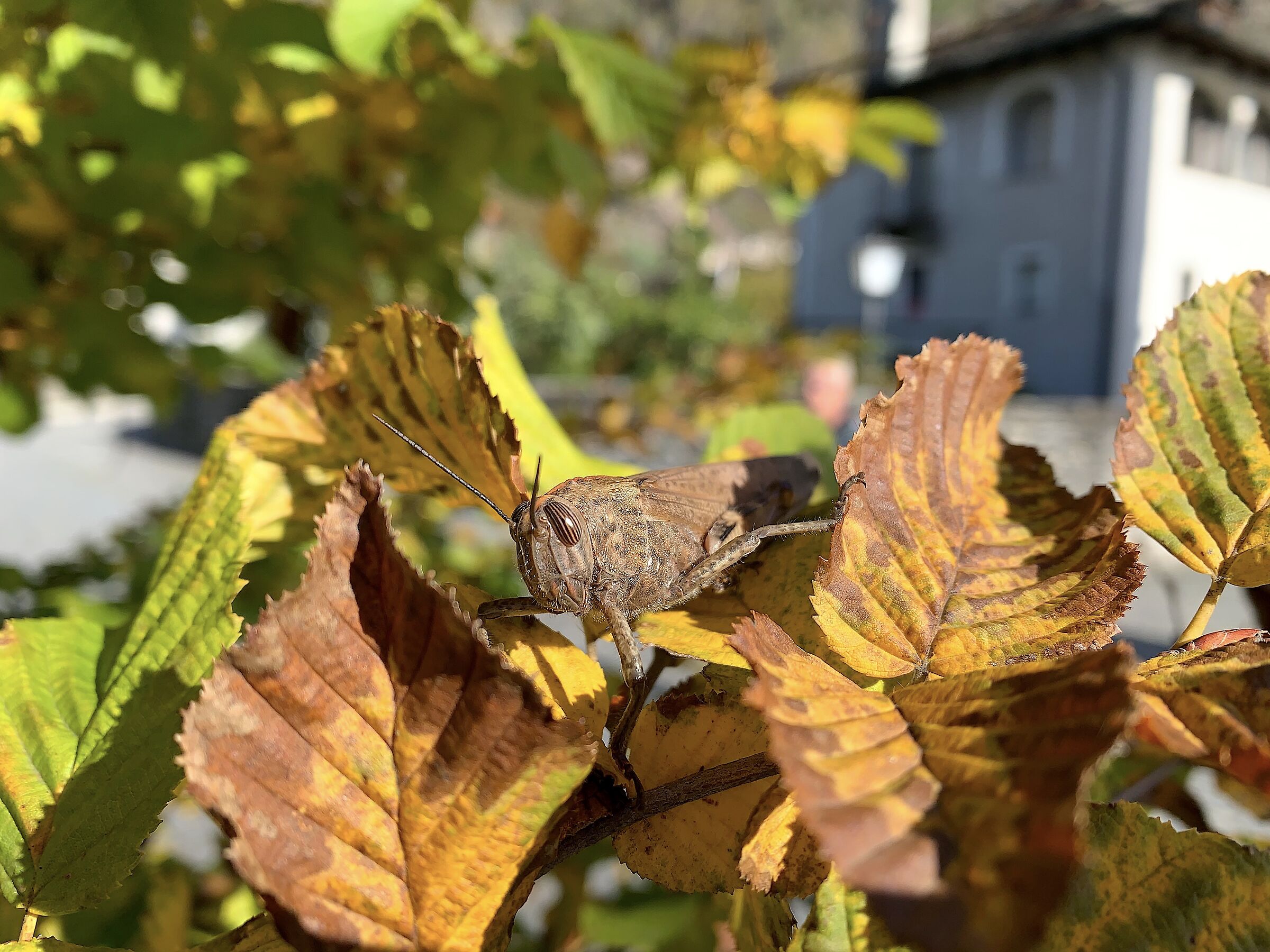 Anacridium aegyptium