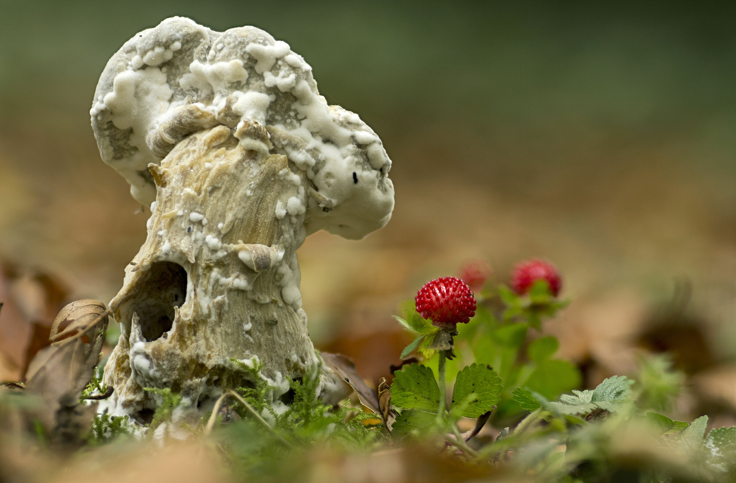 Strawberries in Autumn