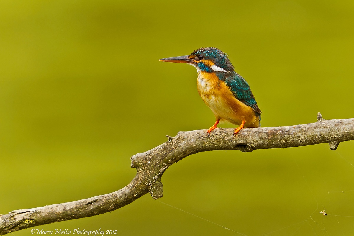 Martin Pescatore (martina)