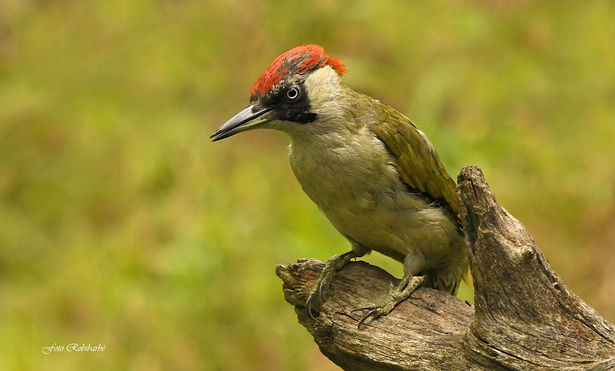 Green woodpecker...