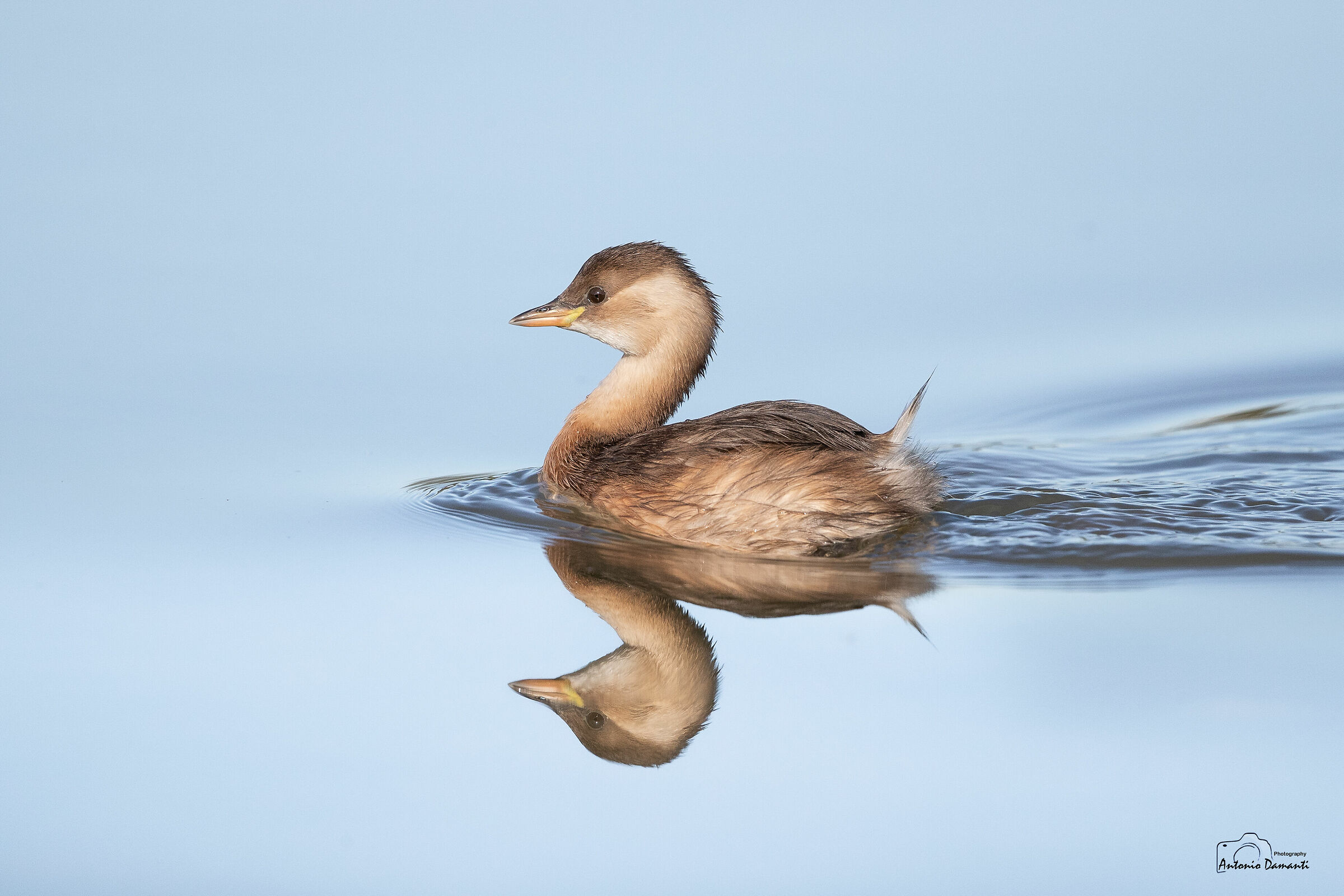 Il riflesso del tuffetto