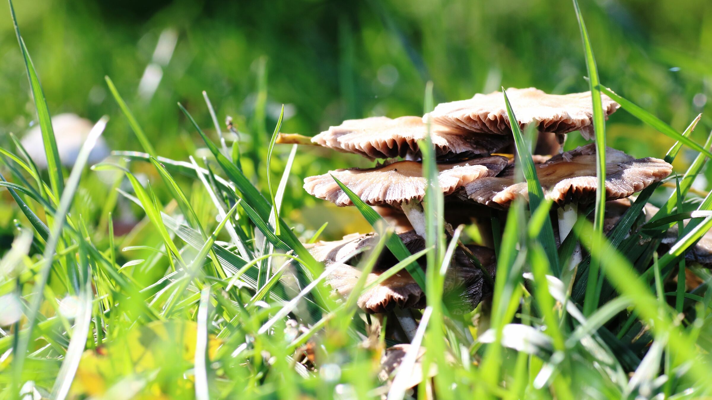 mushrooms/grass