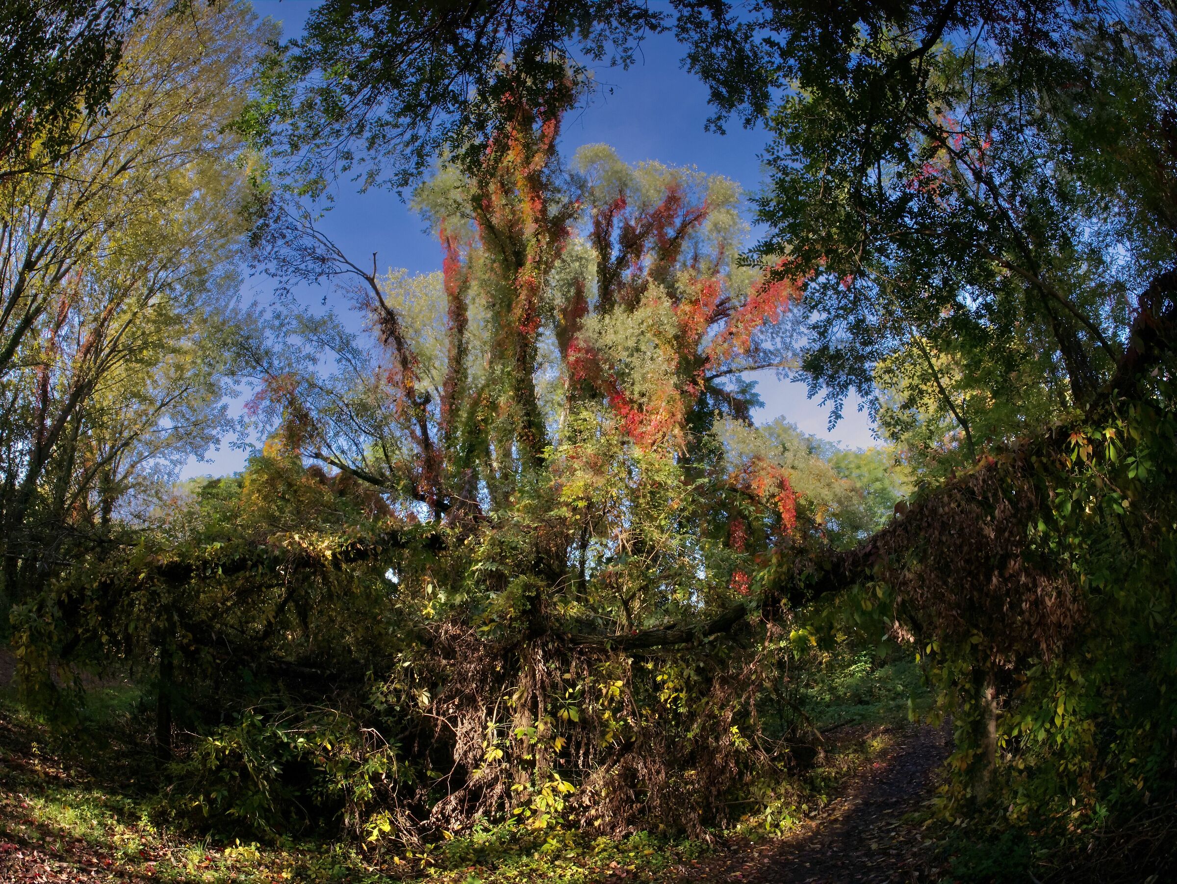 Il bosco in autunno diventa magico