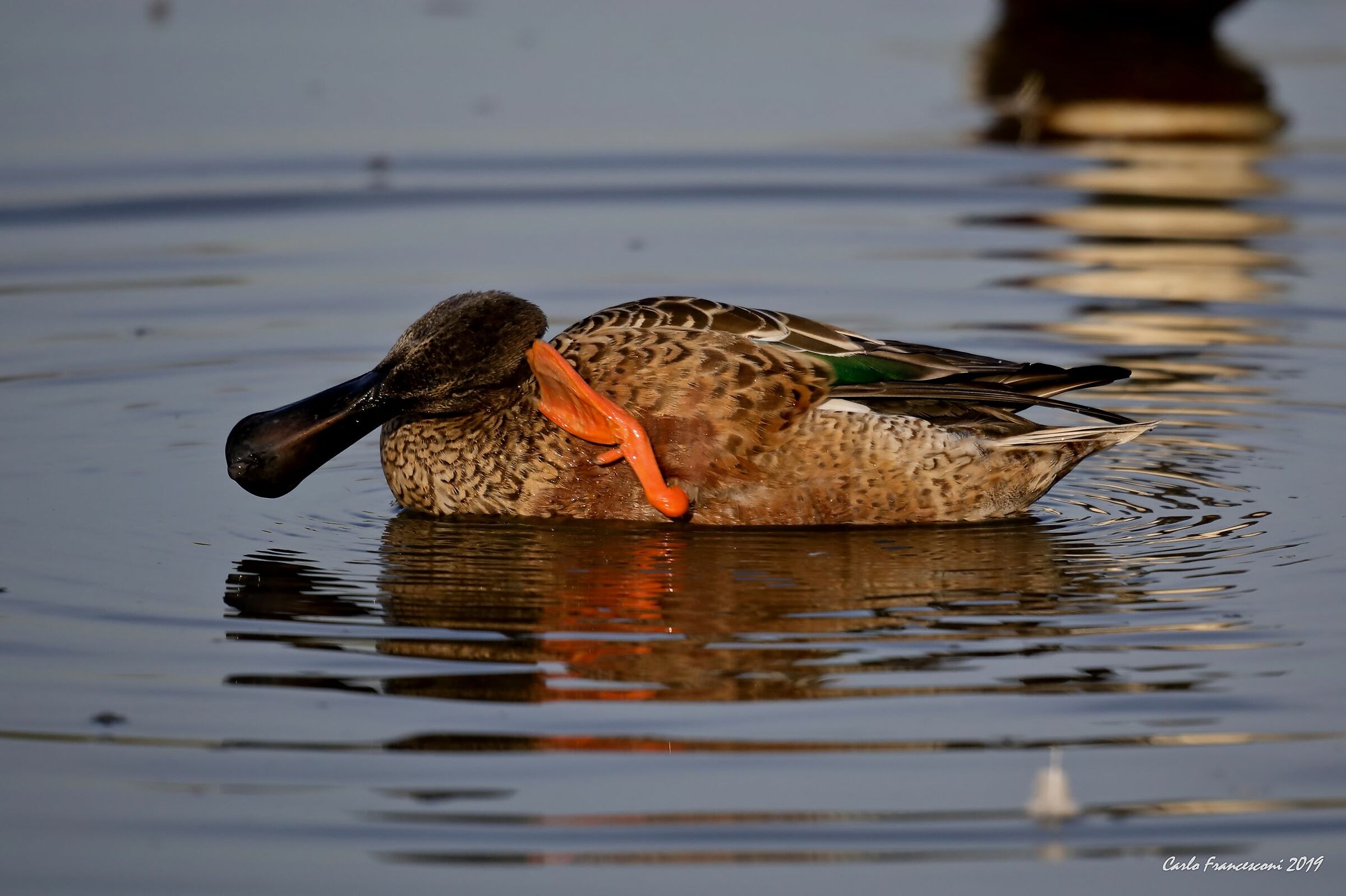 Ladus with headaches