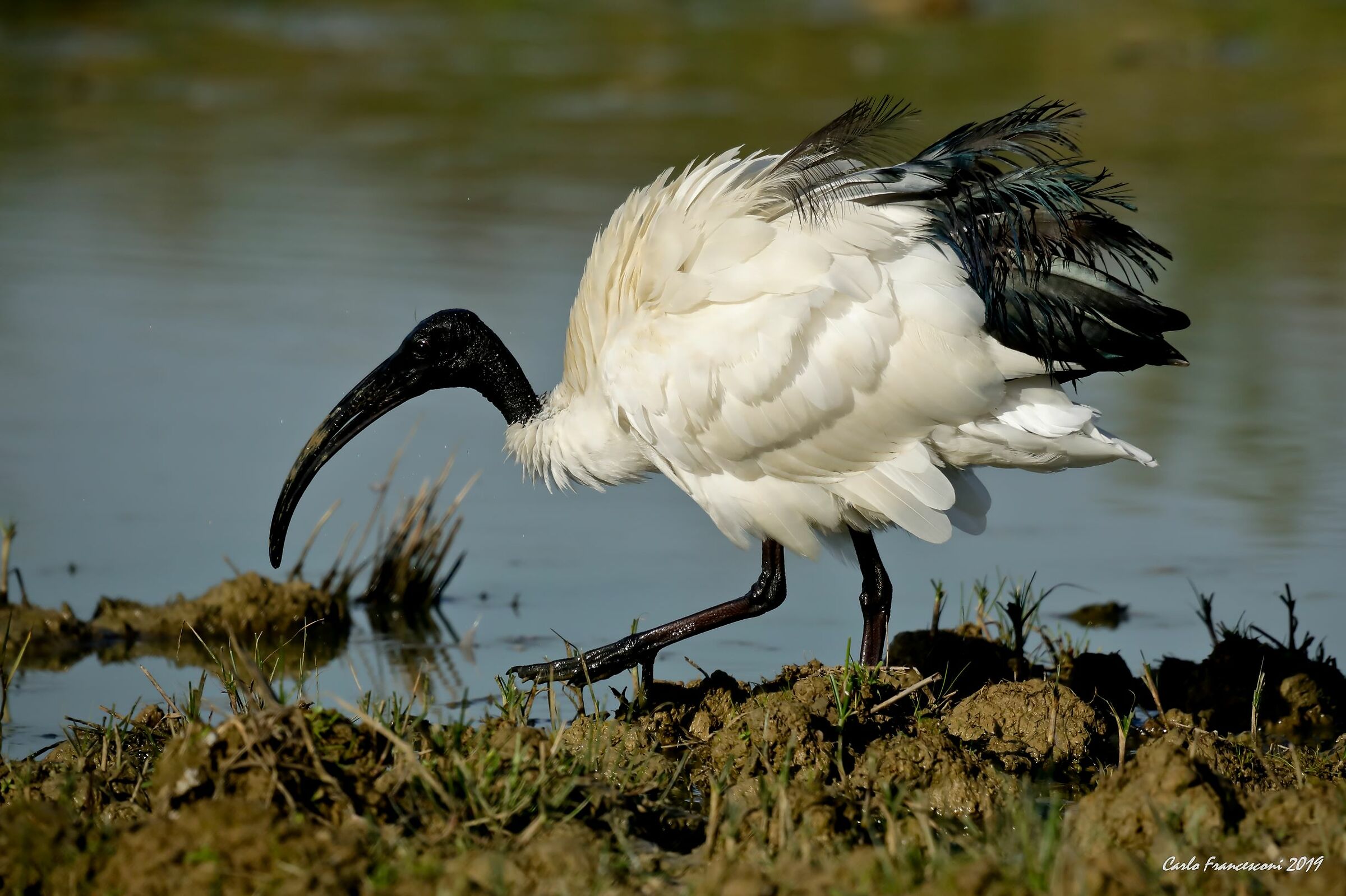 IBIS