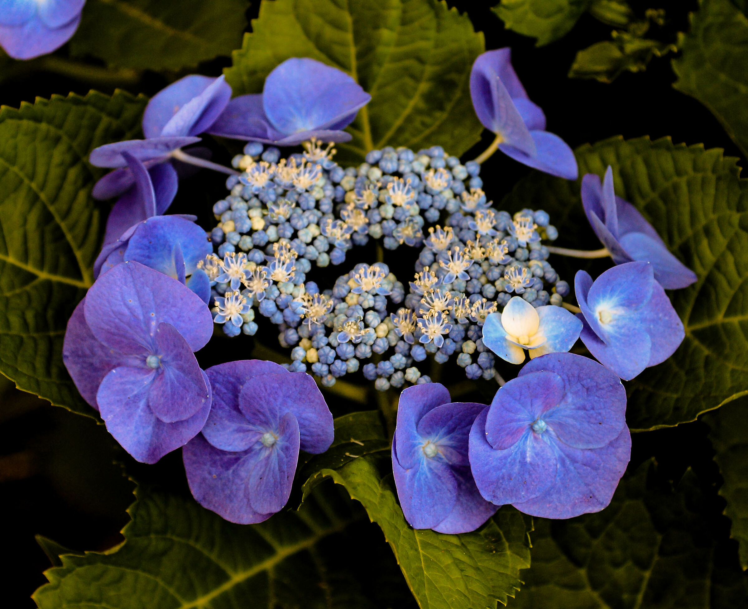 Hydrangea macrophylla , Acores
