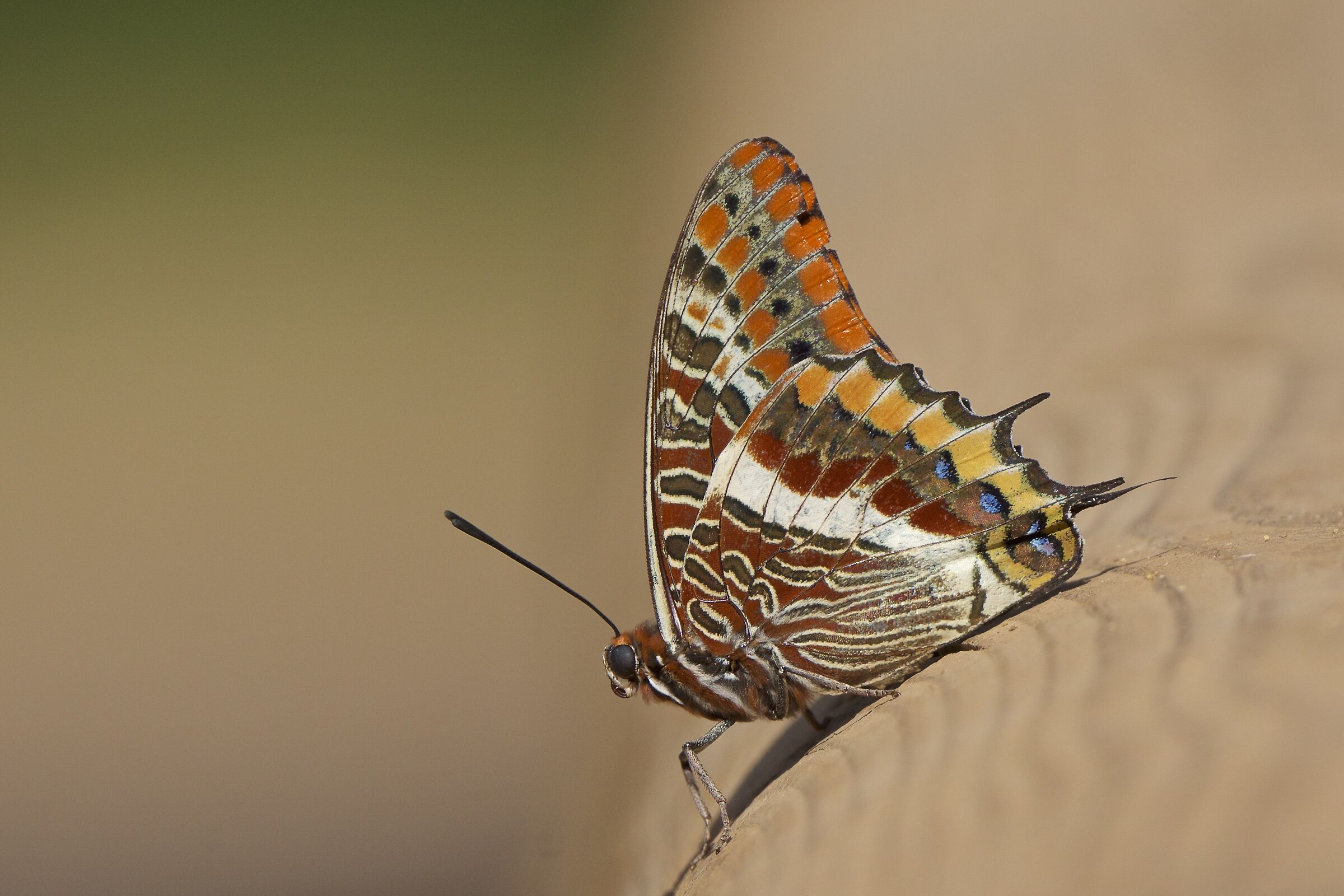 Charaxes jasius
