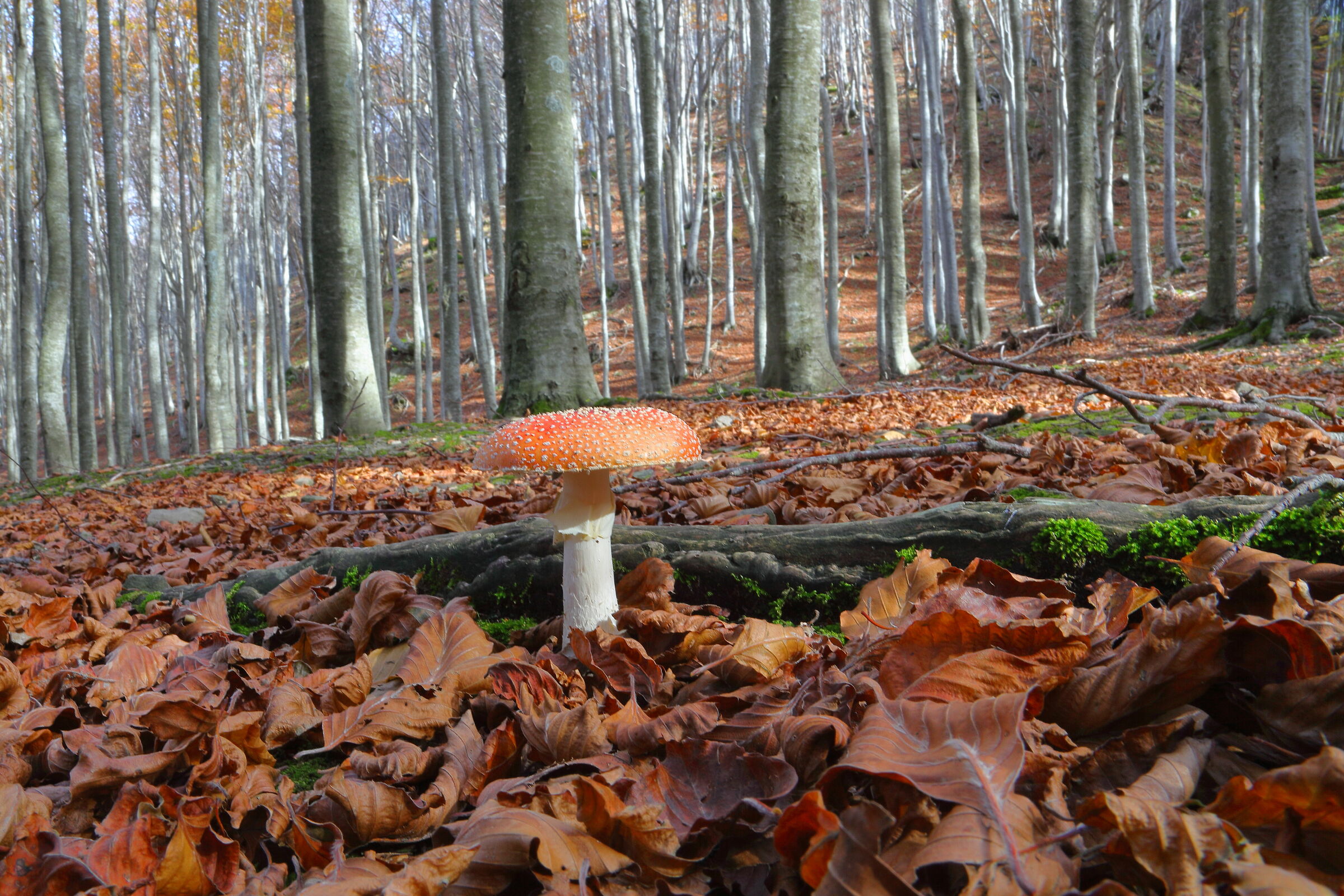 Amanita Muscaria nella faggeta