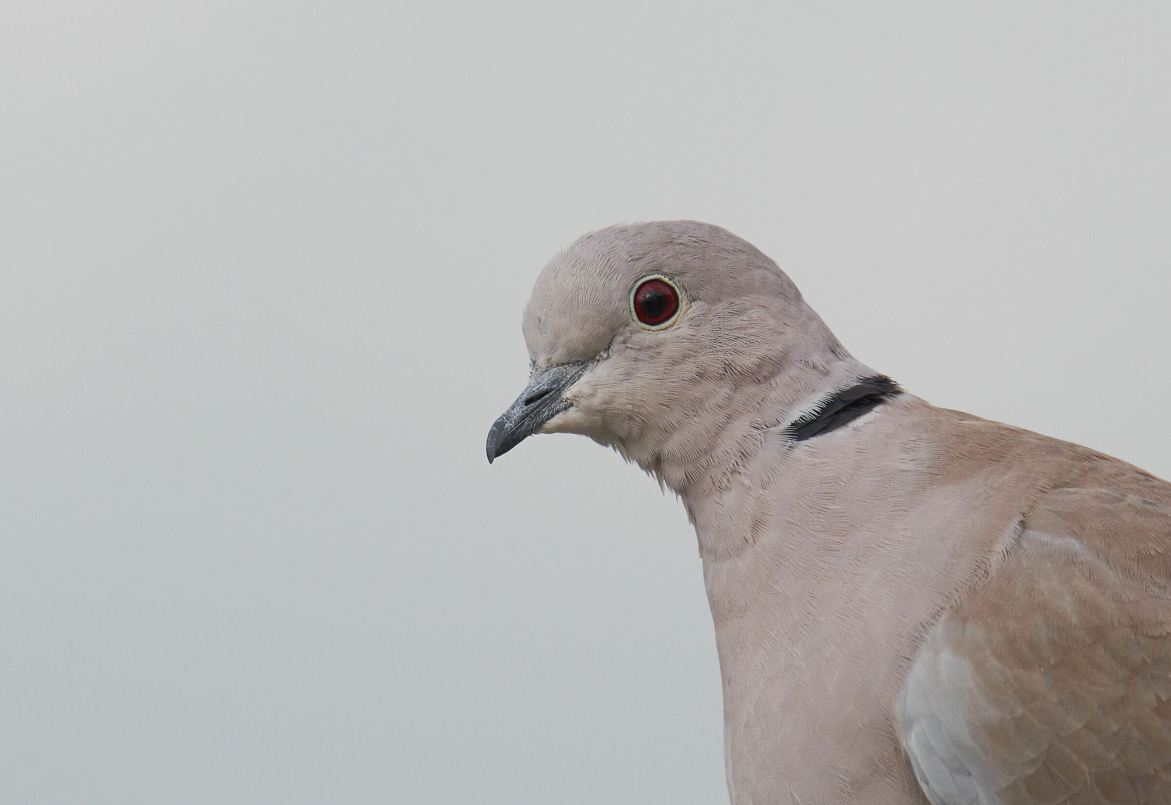 Eurasian collared dove