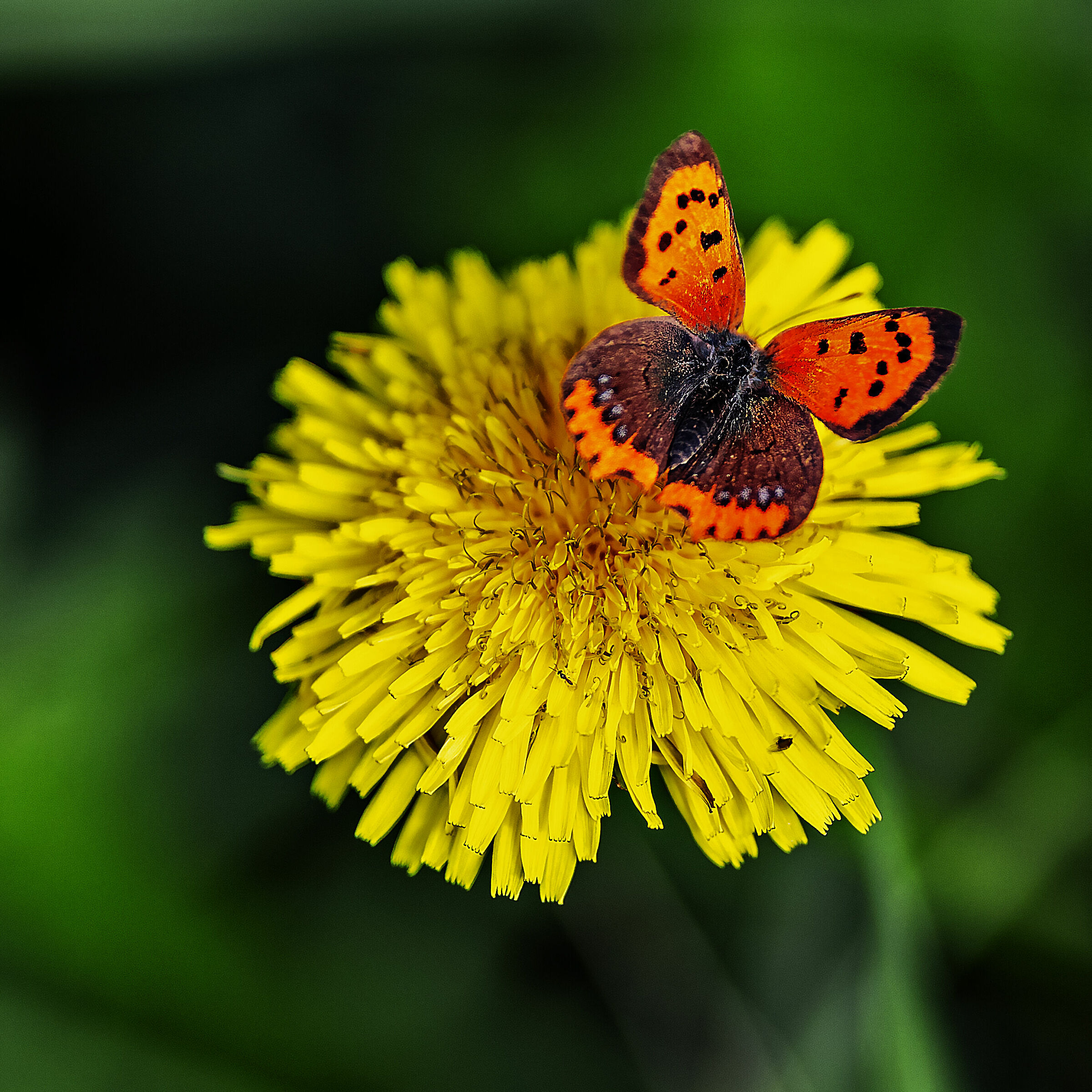 Strange butterfly ottobrina